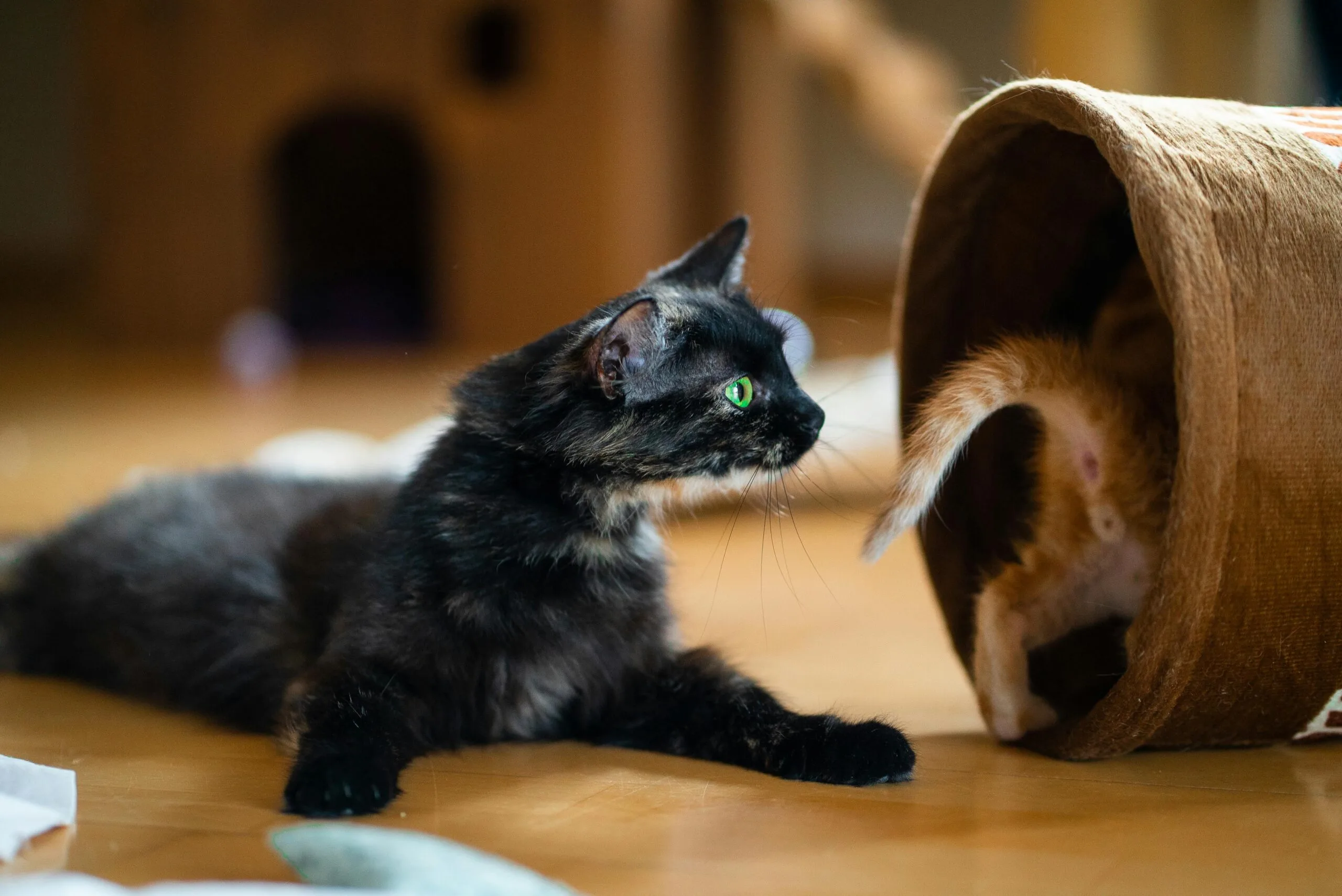 How Many Grams Of Protein In My Cat