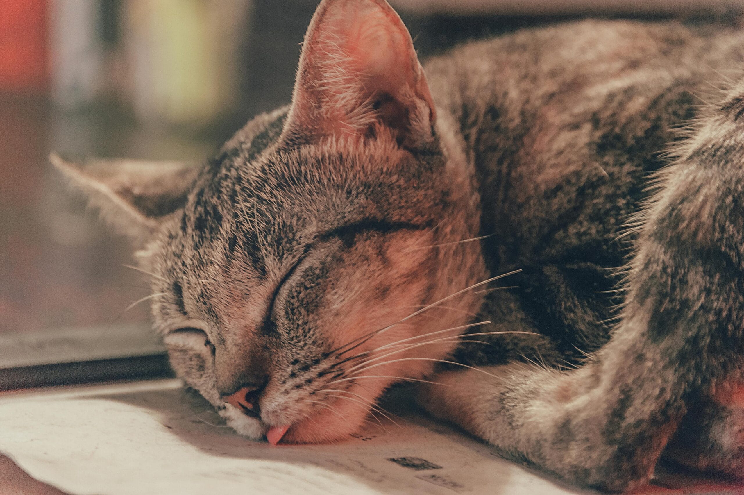 How Much Does It Cost To Euthanize A Cat