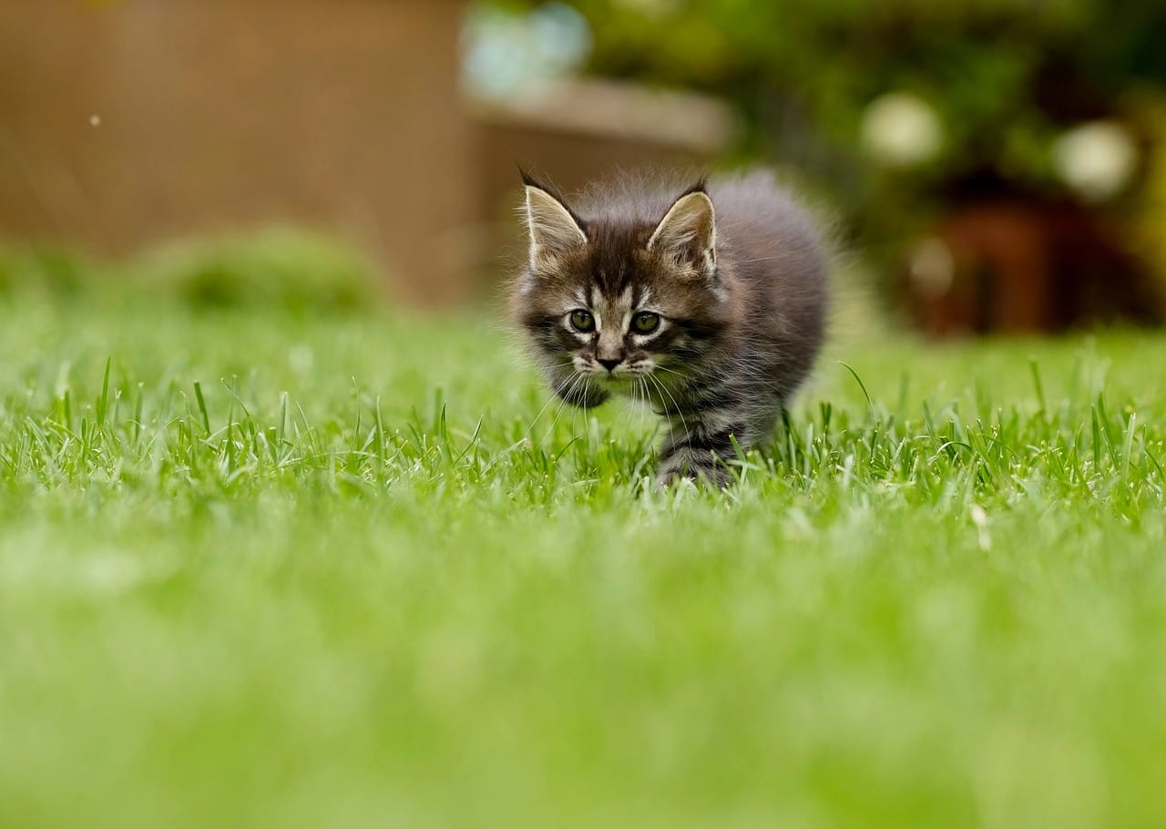 How To Bond With A Kitten