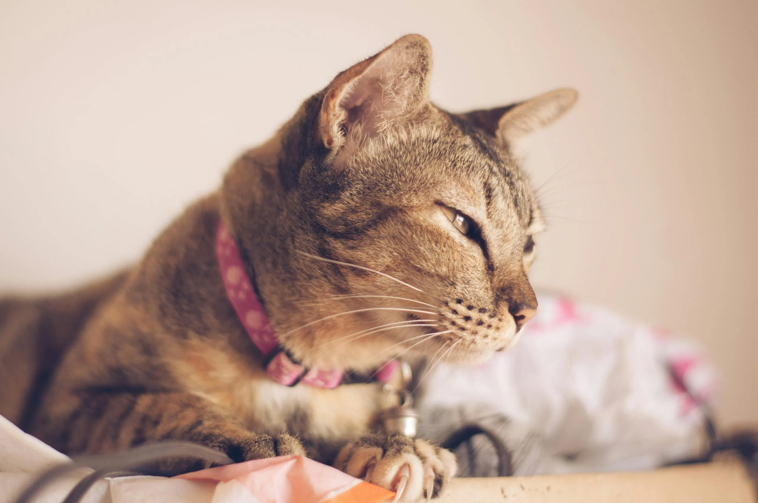Can You Give Your Cat Vaccinations At Home
