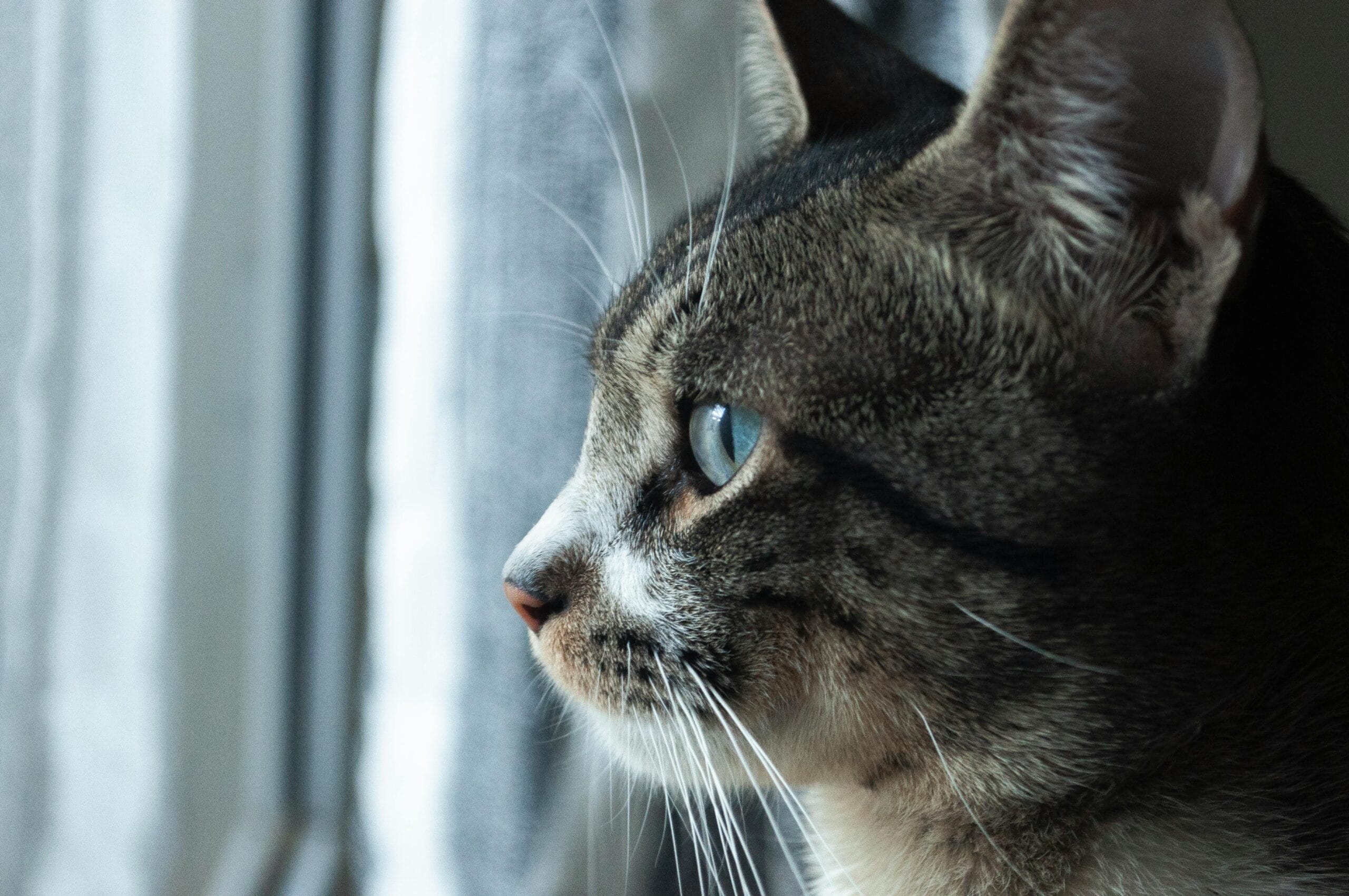 Can You Train Cat Like Dog