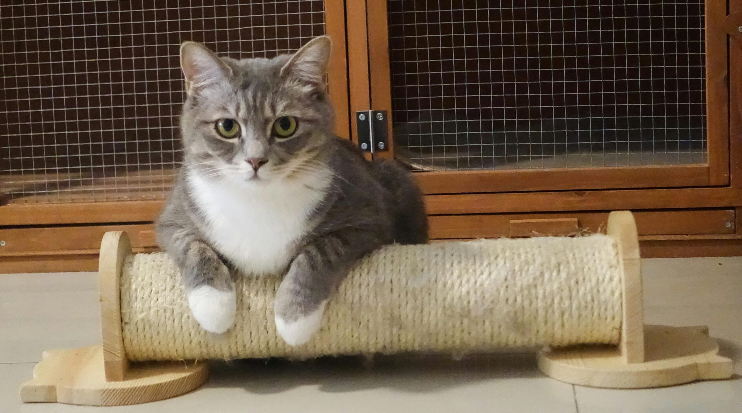 How Can You Tell If A Cat Has Rabies