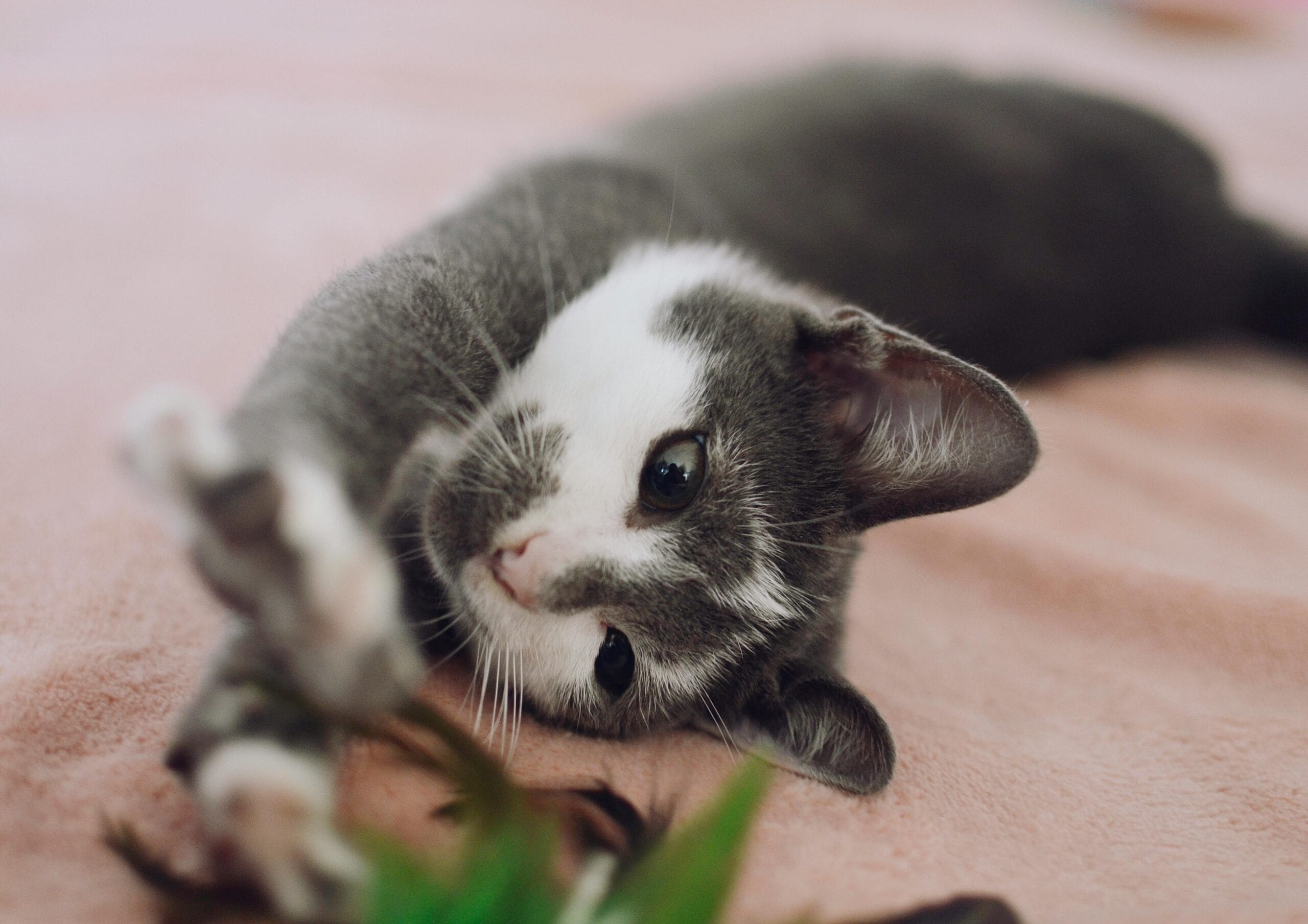 How Much Does It Cost To Adopt A Cat