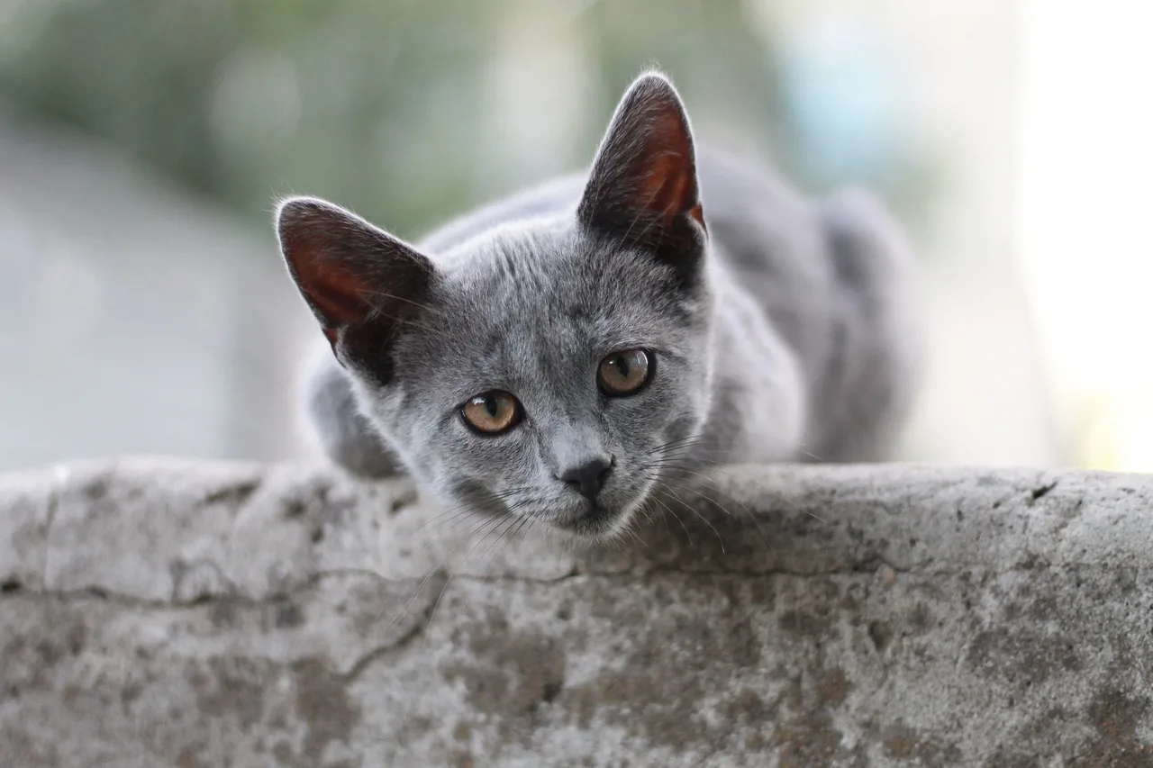 How To Stop Kitten From Nursing On Sibling