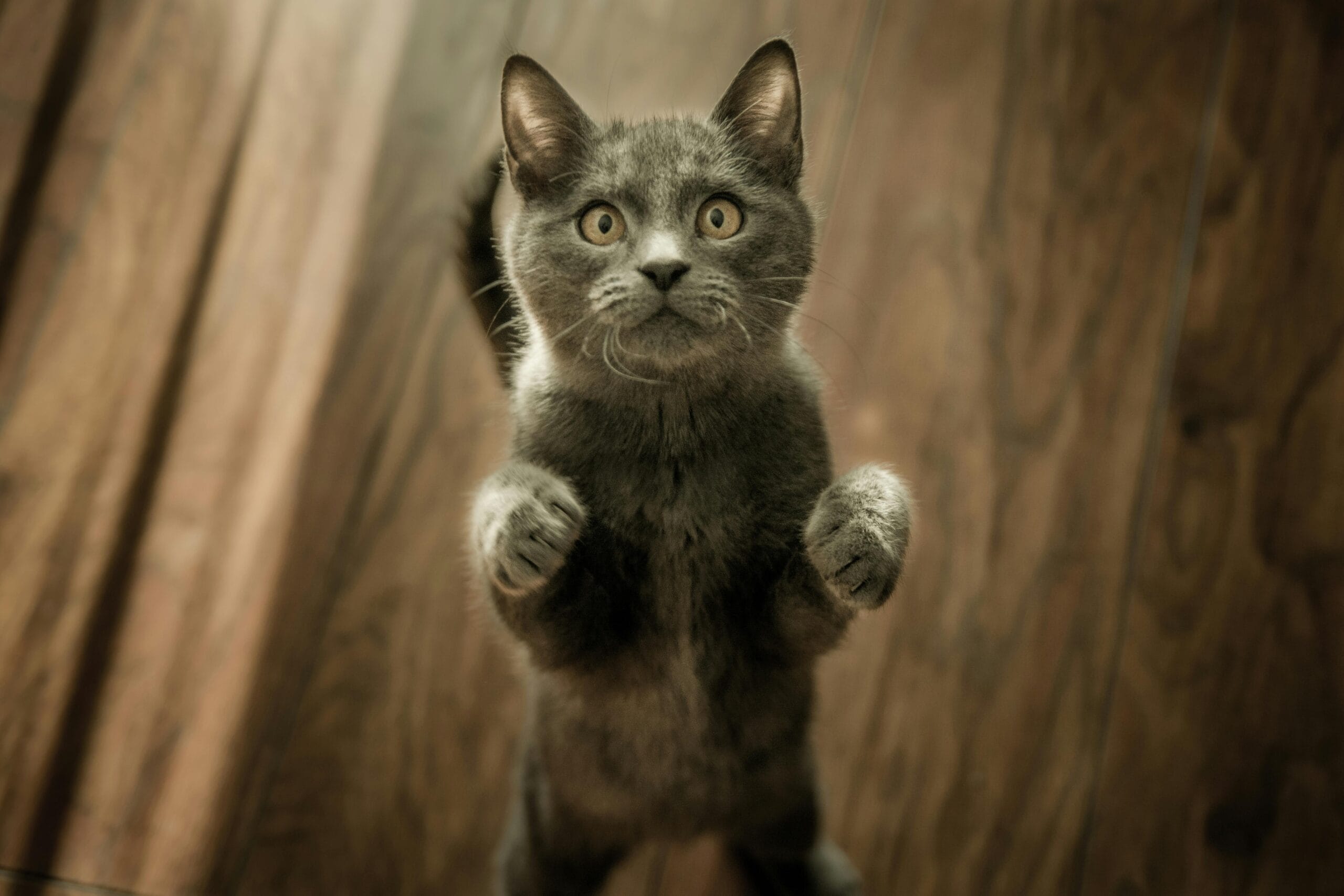 How Many Jaws Does A Cat Have