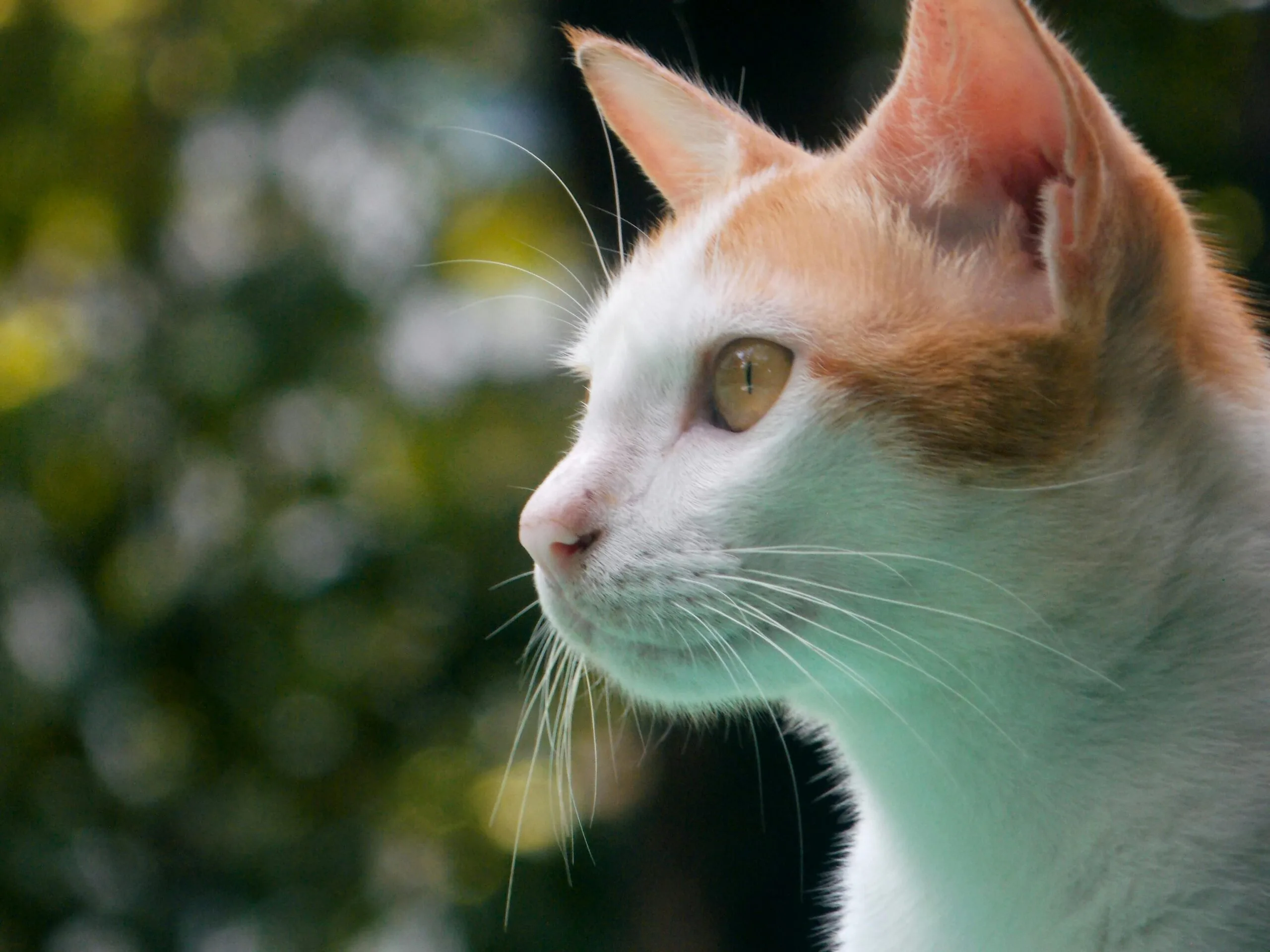 Can Kittens Eat Adult Cat Food