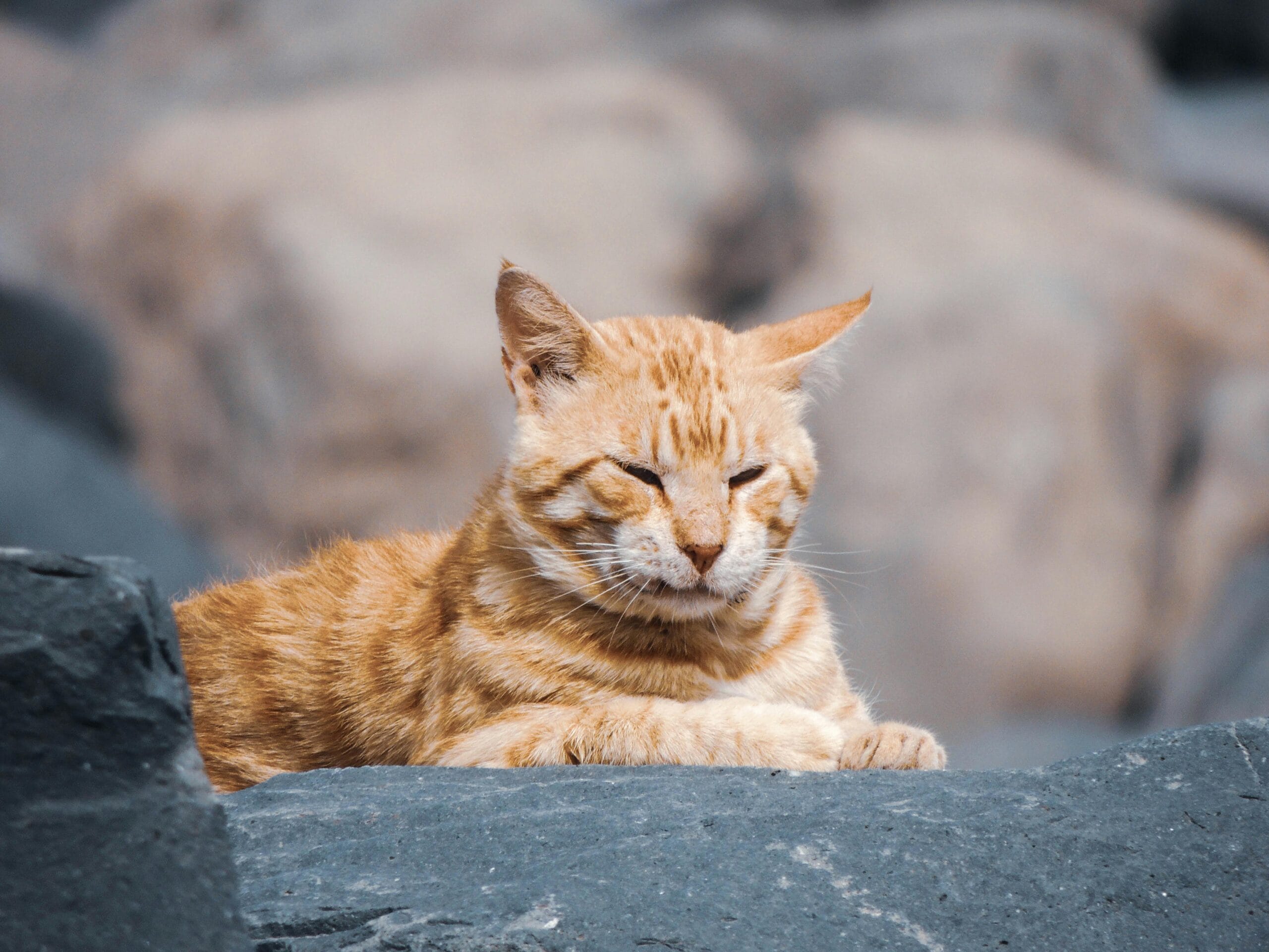 How To Make Cat Food