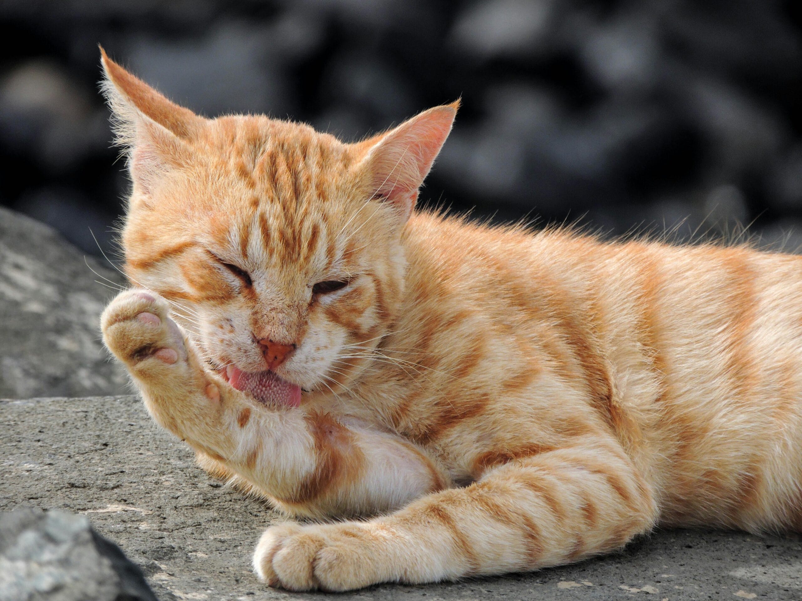 Does A Change In Cat Food Change Cat Behavior