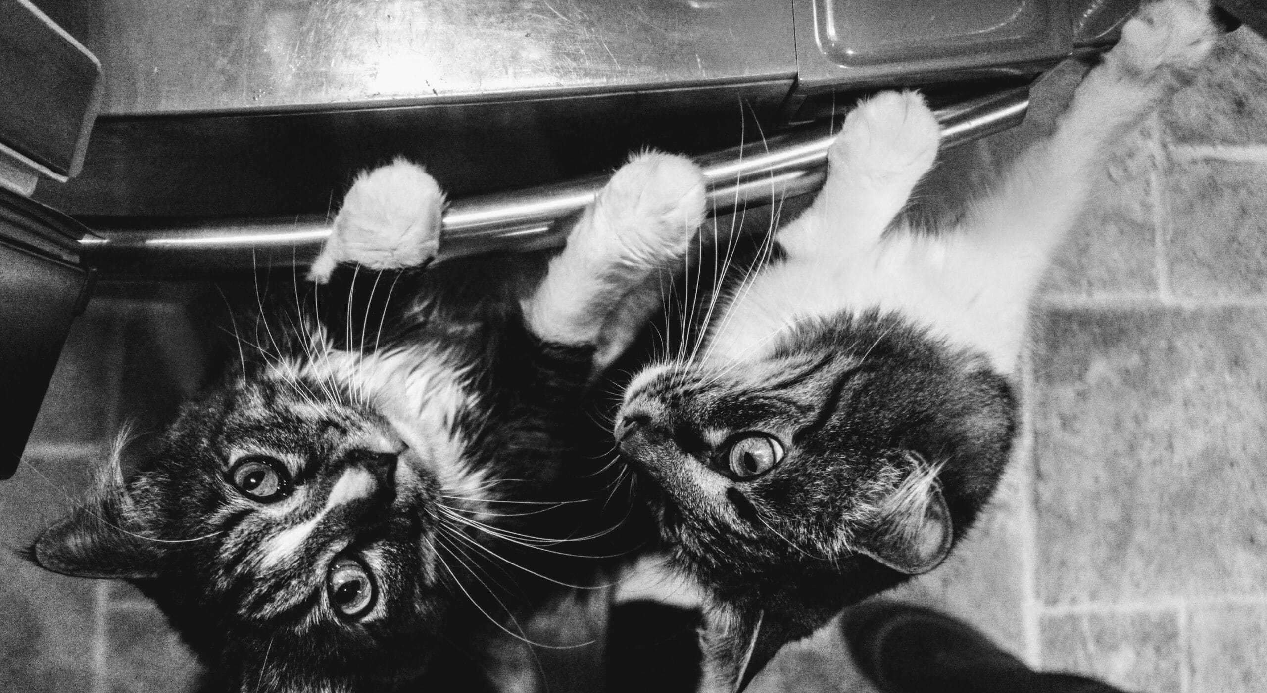 What Is Comparable To Figaro Cat Food