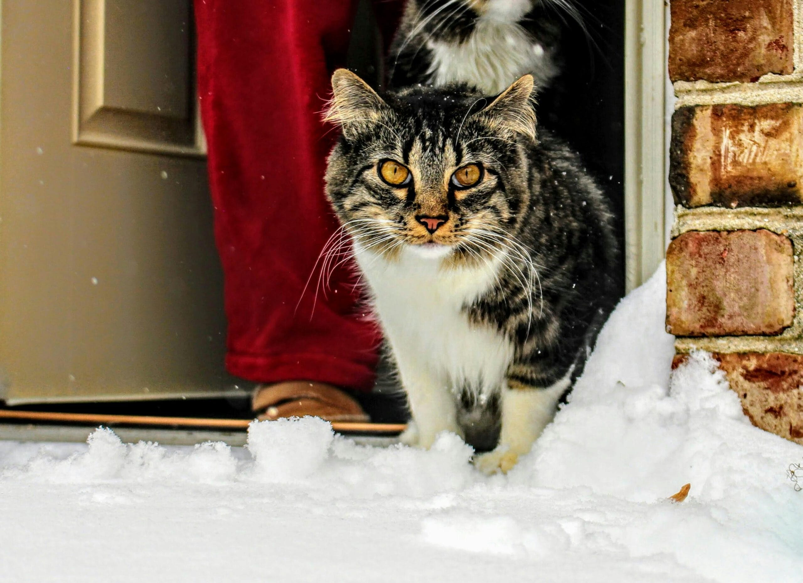 How Much Does It Cost To Adopt A Cat