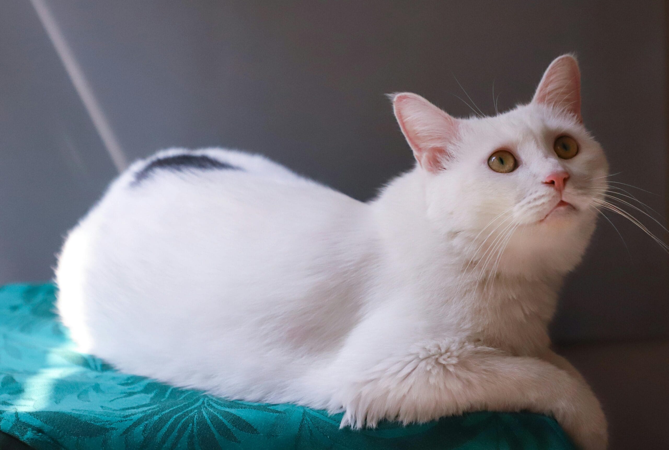 How Many Calories In Fancy Feast Petites Wet Cat Food