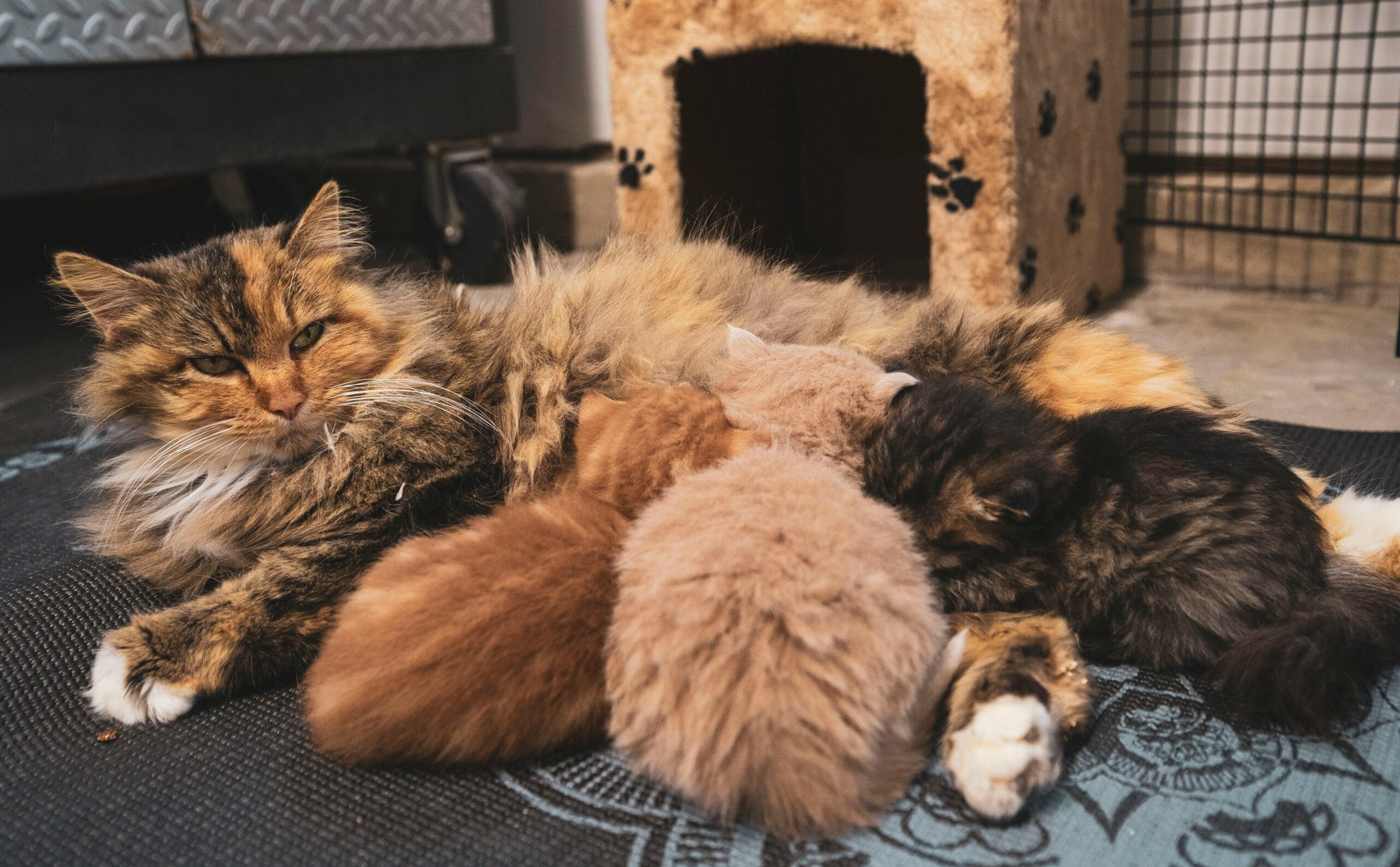 How To Get Ants Out Of Cat Food