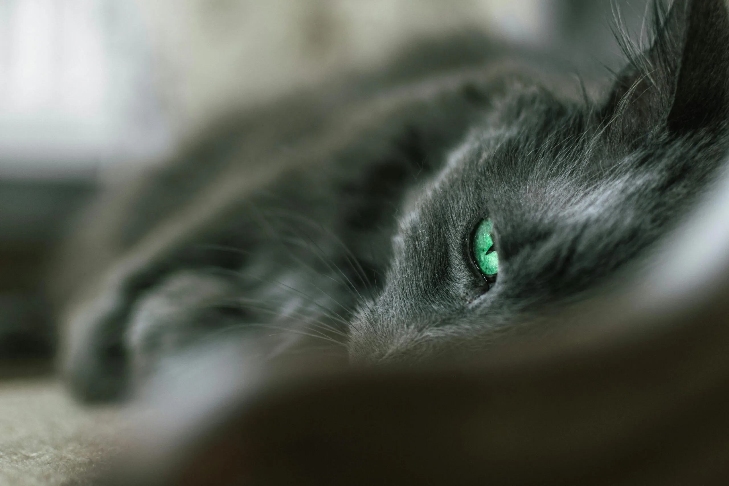 Is Purina Cat Food Good