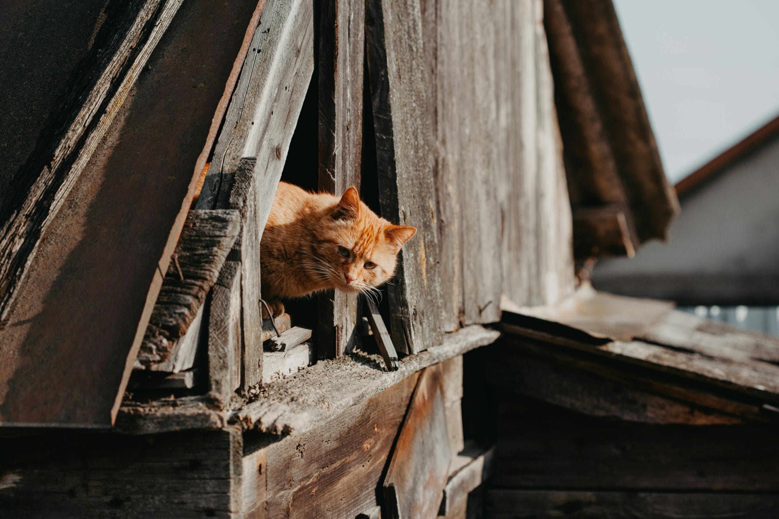 Is Tiki Cat Food Good