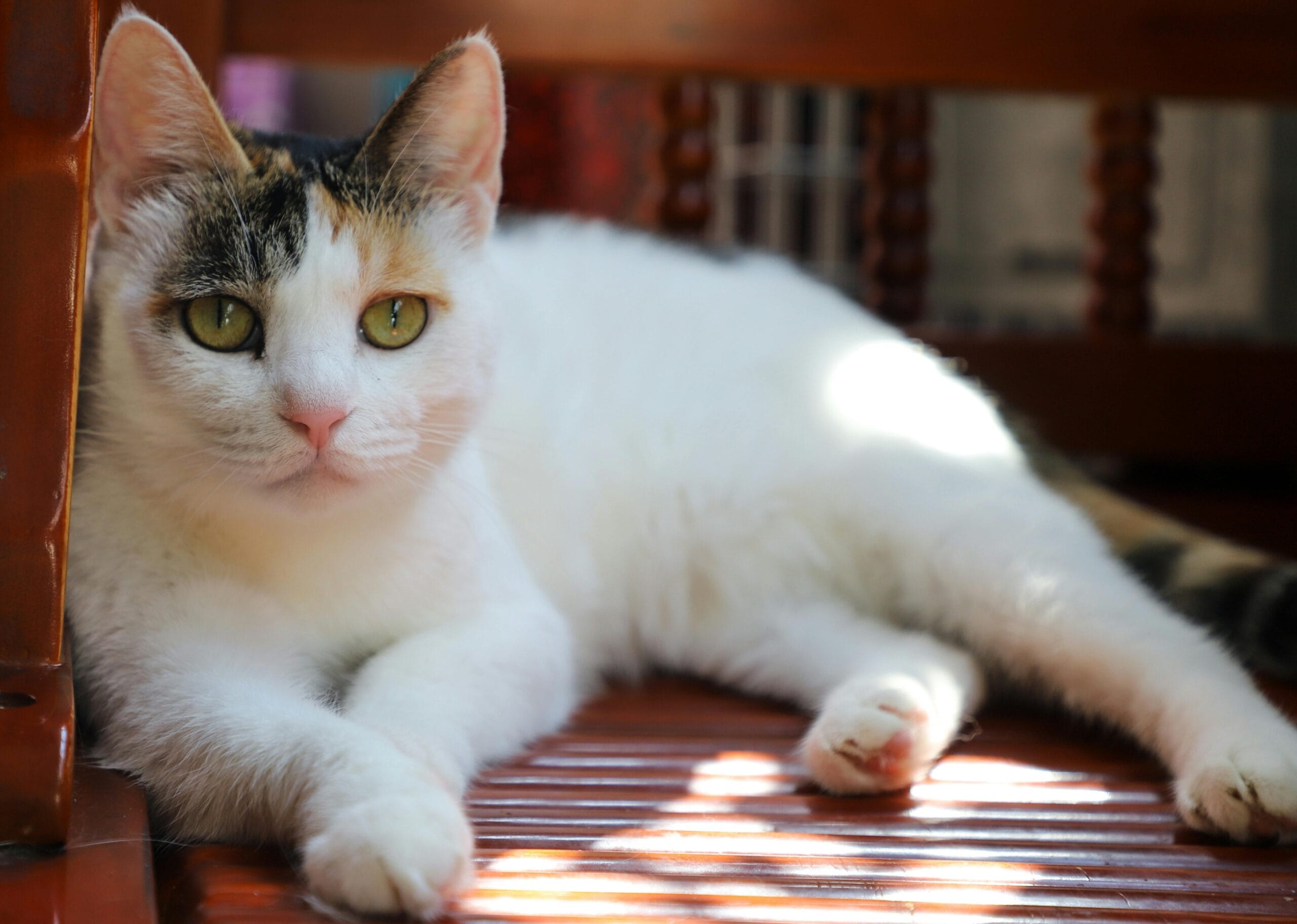 Should Kittens Eat Cat Food