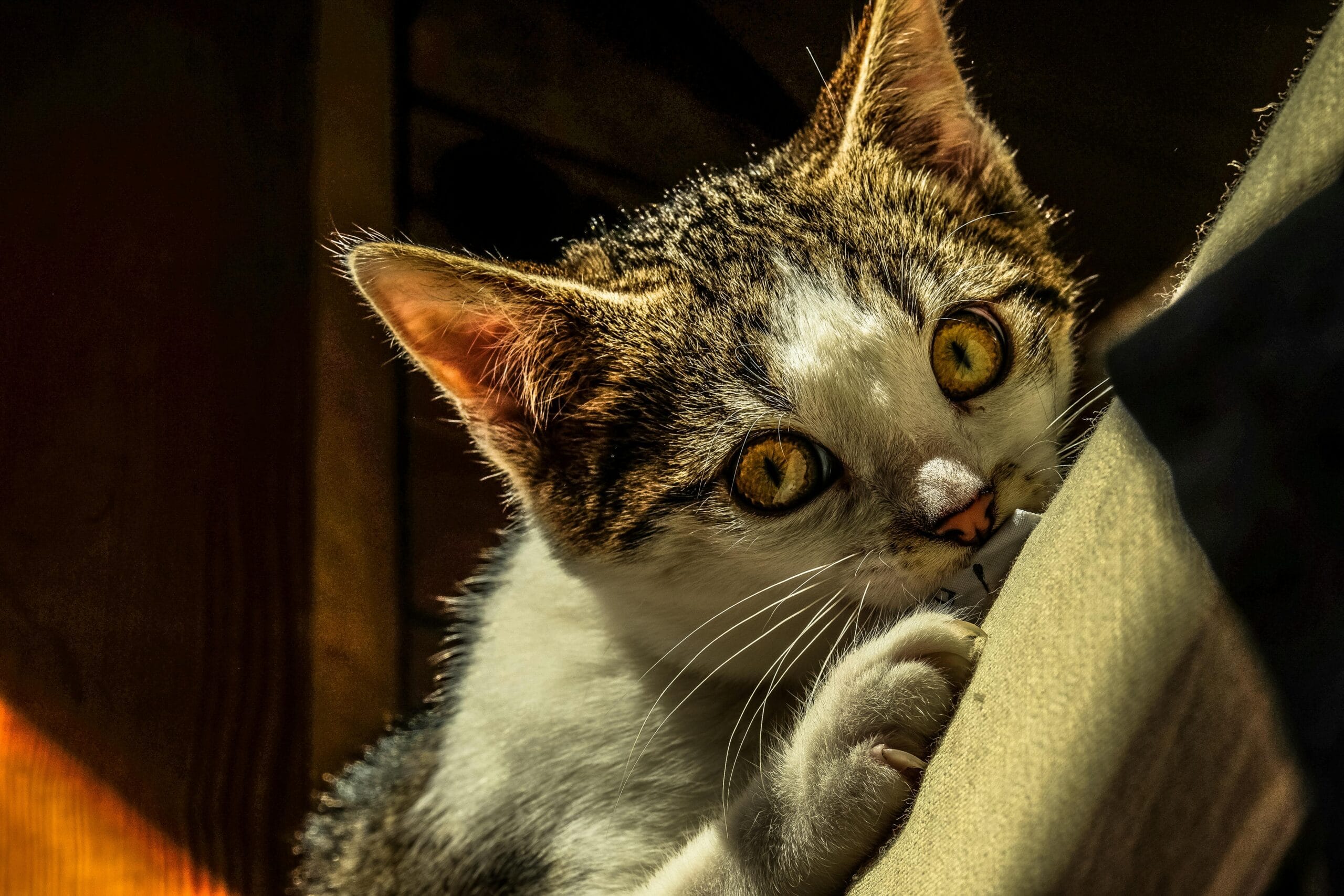 What Is Chicken Meal In Cat Food