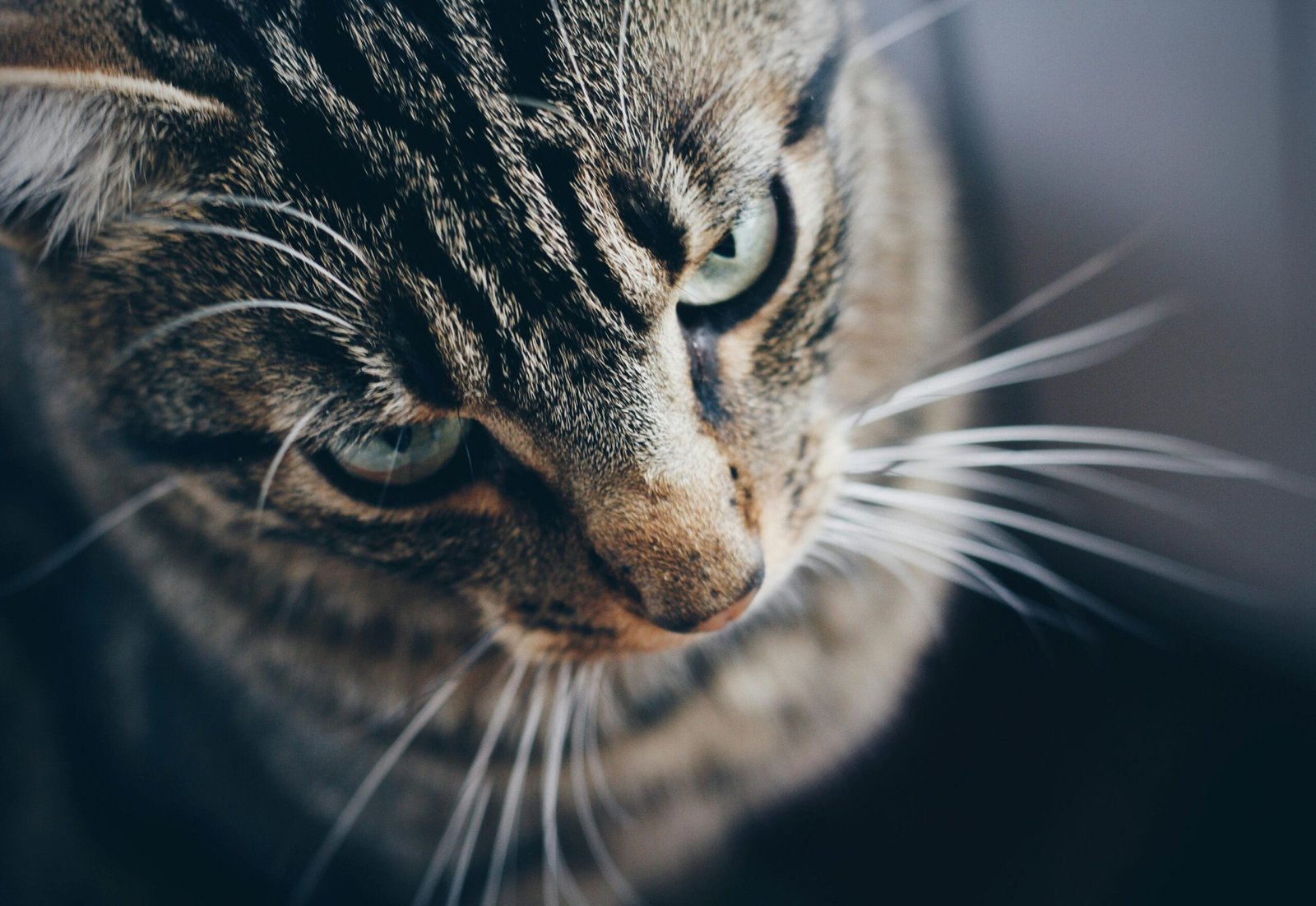 Why Do Cats Lick You
