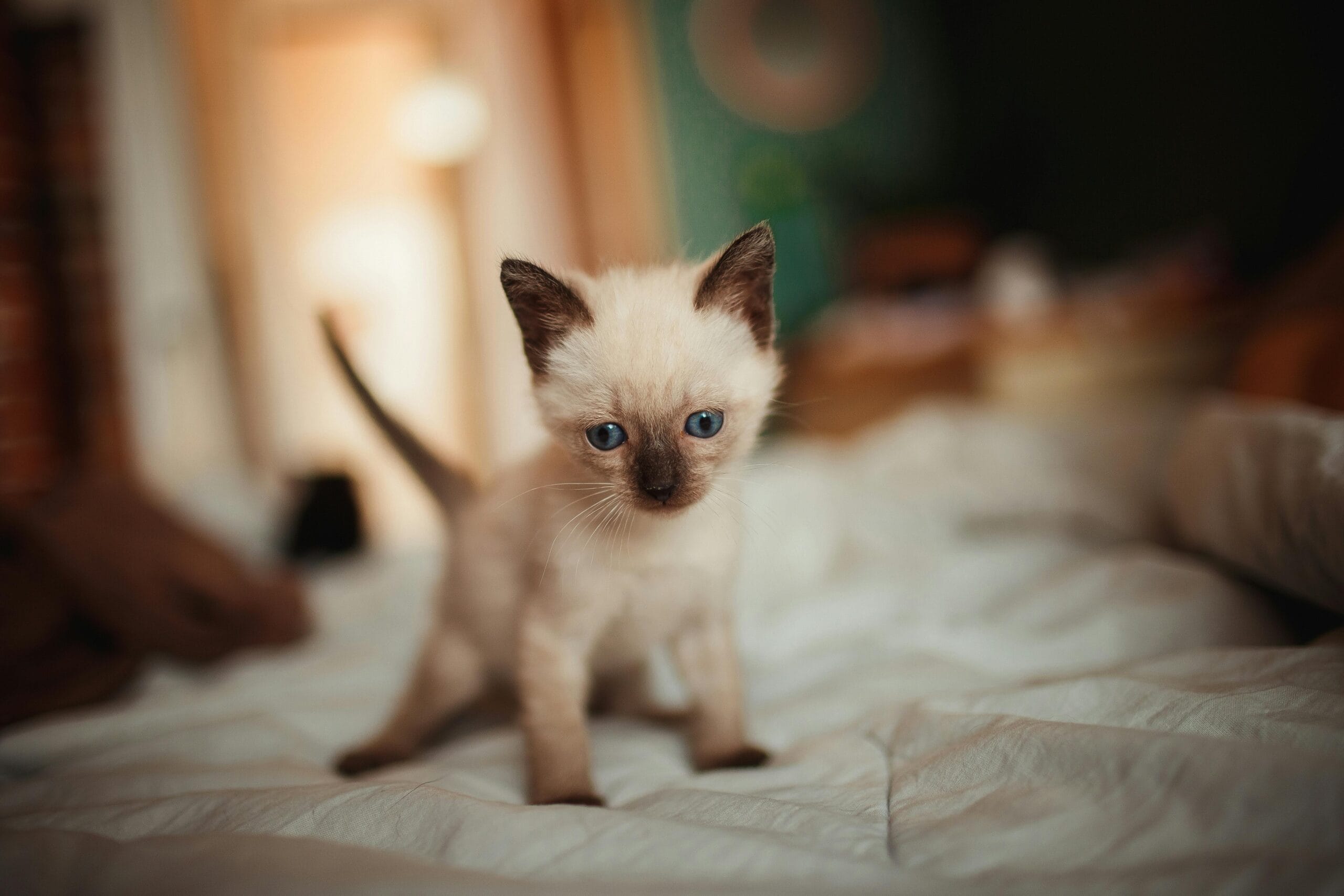 How Long Can You Leave A Kitten Alone