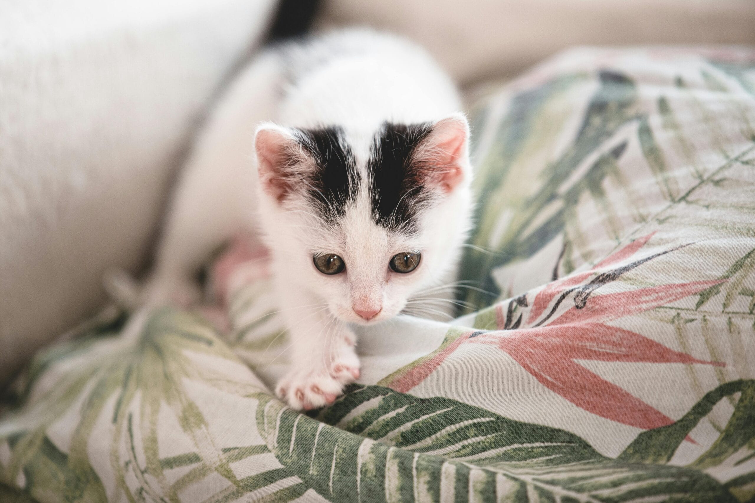 How Often Should A Kitten Pee
