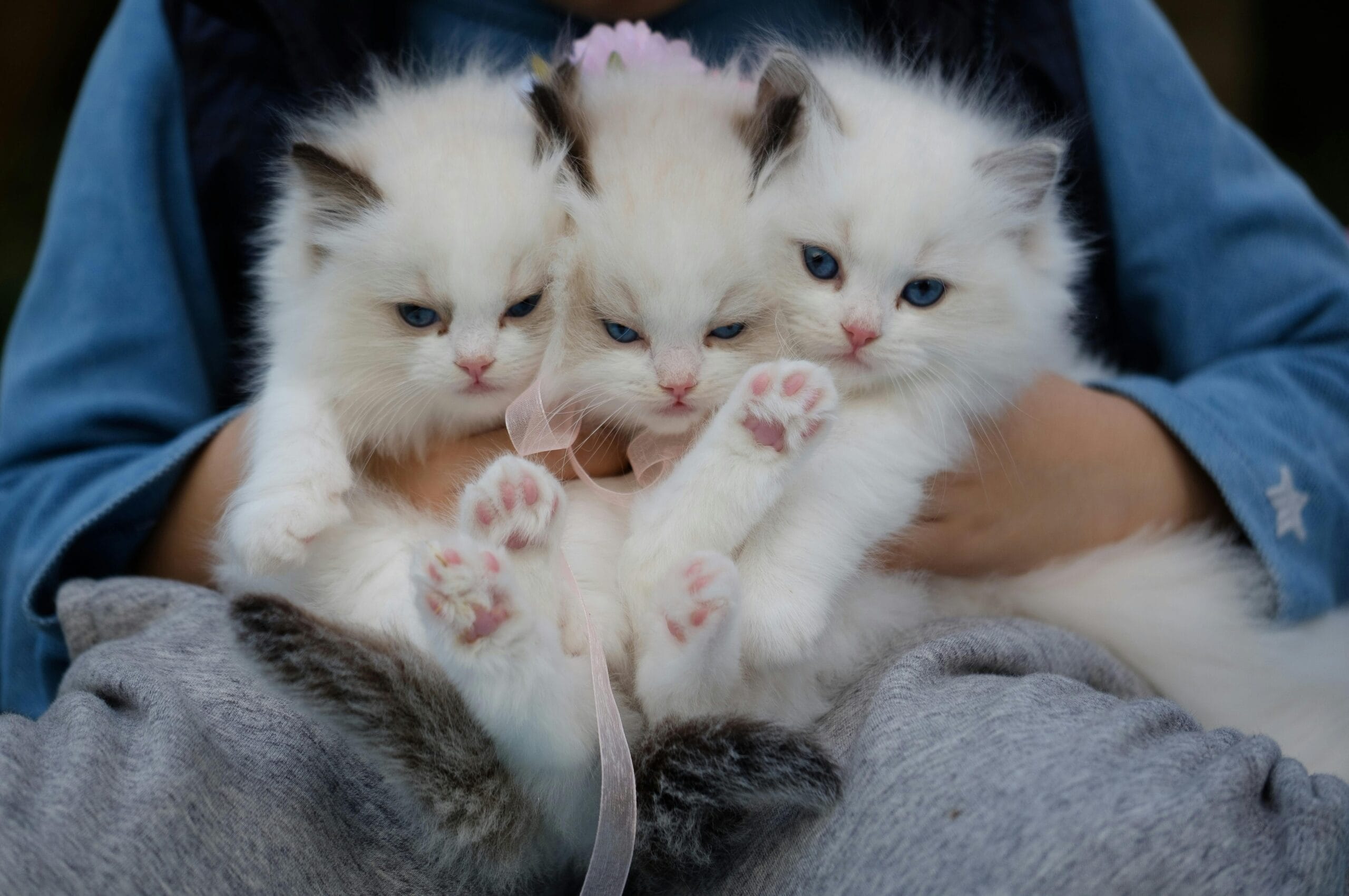 Is A Dog Bark Detterent Hurtful To Kittens