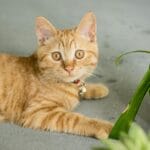 What Does It Mean When A Cat Rubs Against You