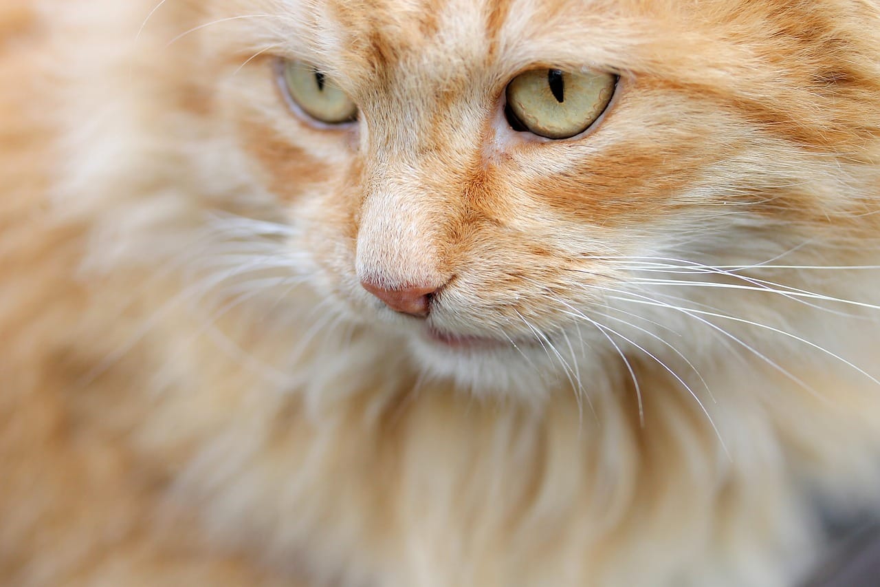 Is A Dog Bark Detterent Hurtful To Kittens