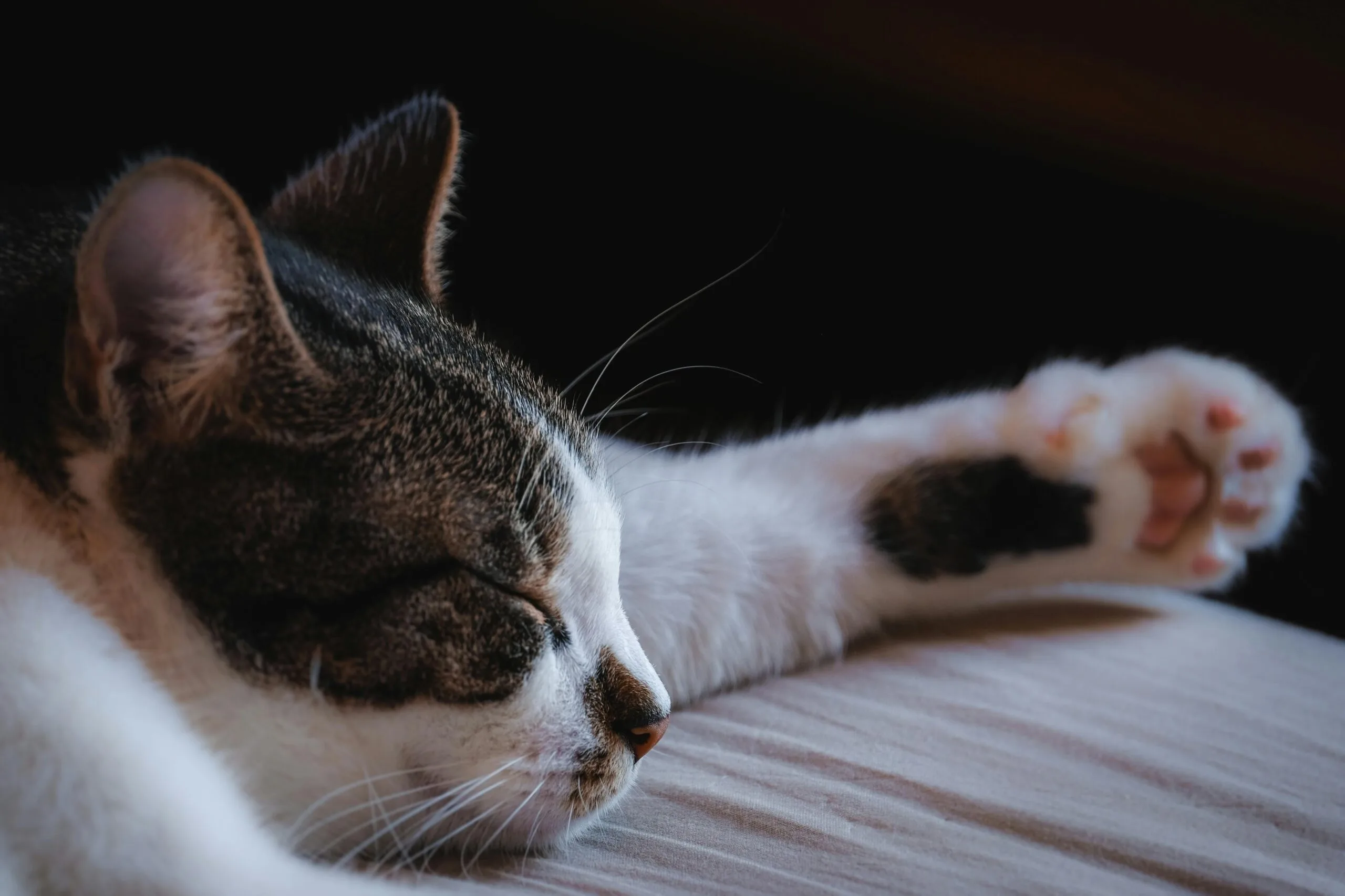 Is Back Cat A Noun Or Verb