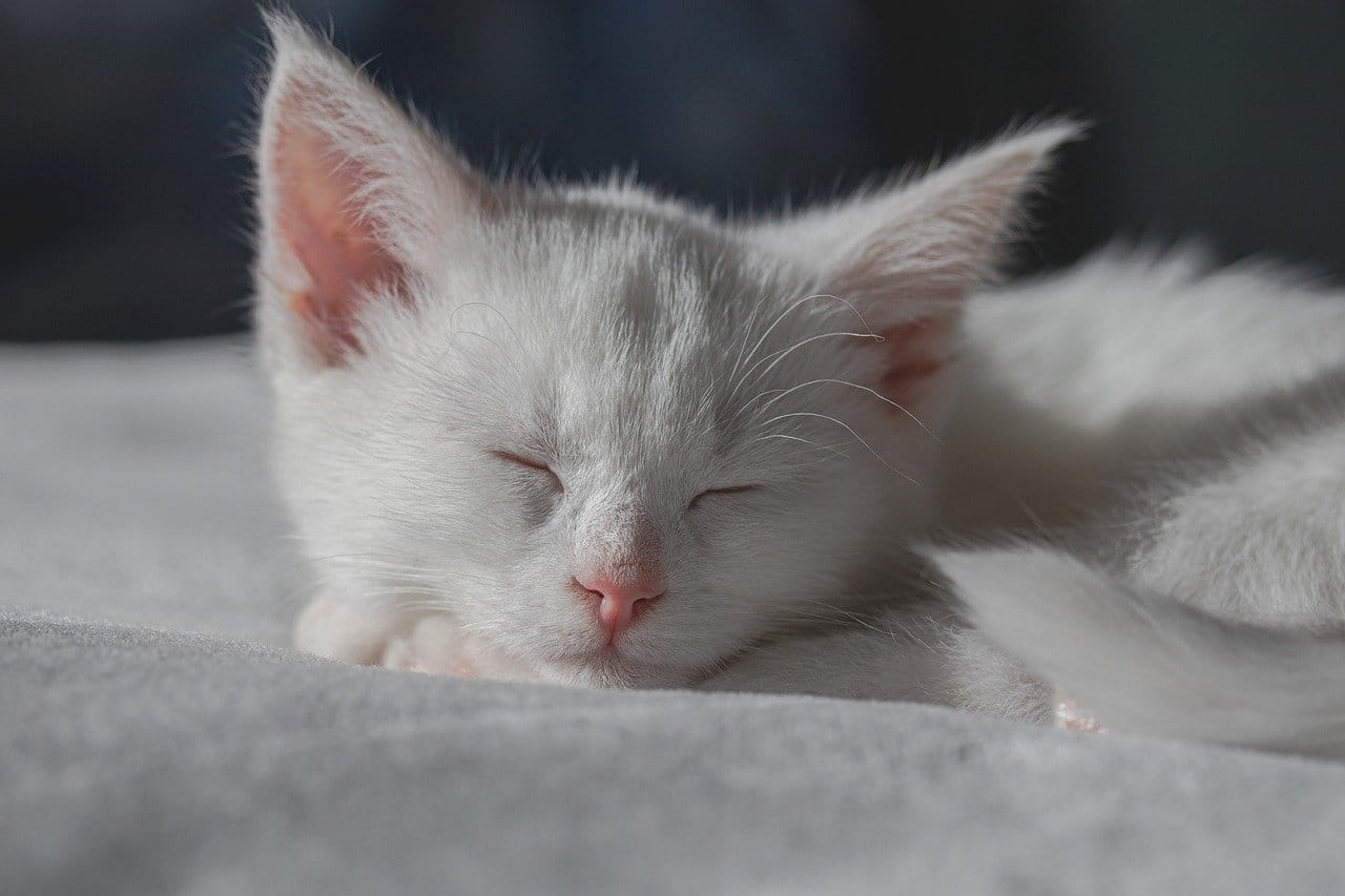 How Long Until Kittens Open Their Eyes