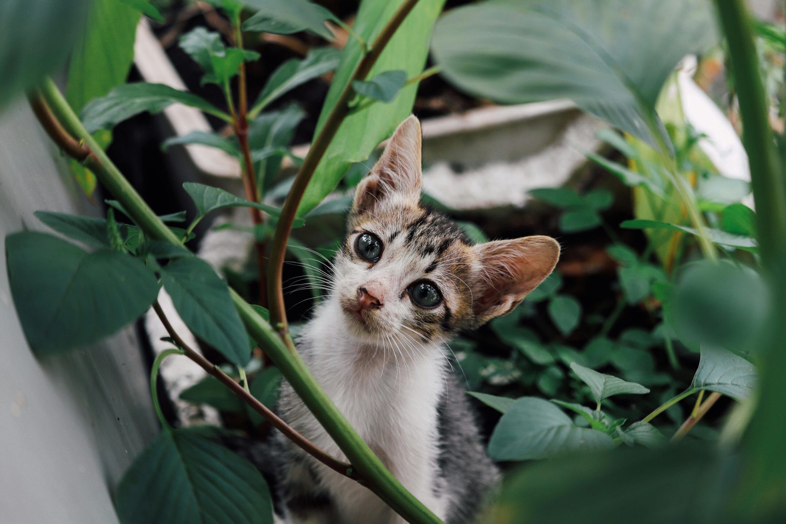 How Much Does Smalls Cat Food Cost