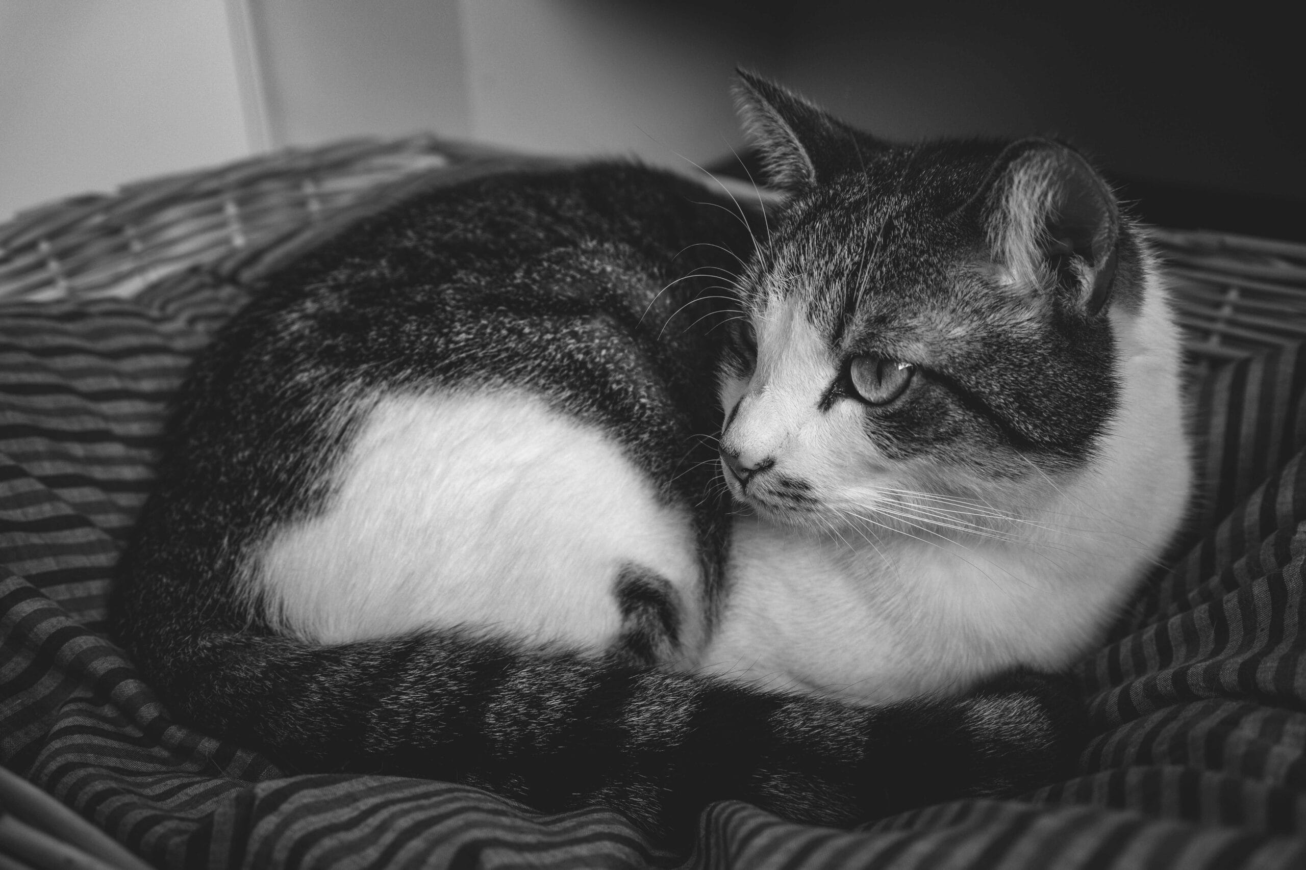 Do Cats Have Belly Buttons