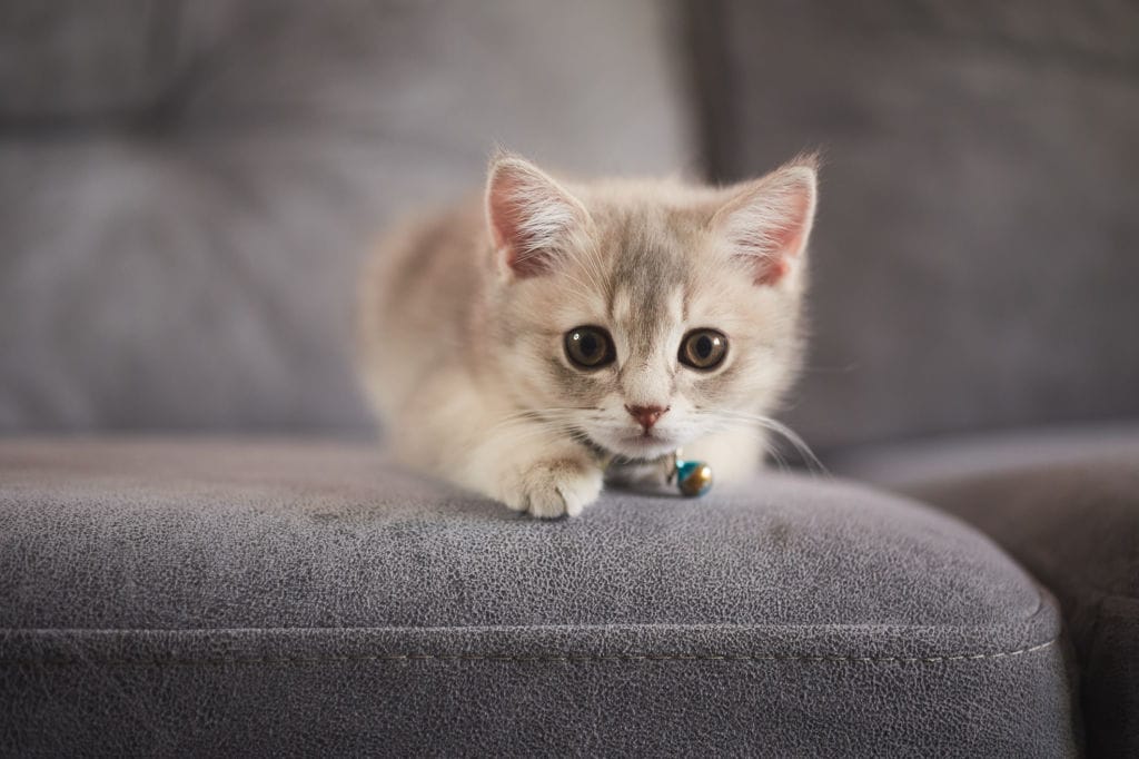 Can Kittens Drink Almond Milk