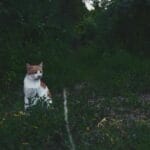 How Much Does Smalls Cat Food Cost