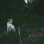 How Much Does Smalls Cat Food Cost