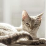 How Much Should A Kitten Weigh