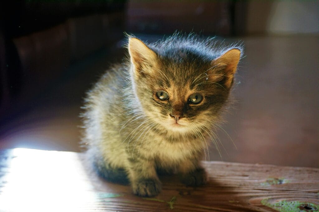 Picture of Why Is My Cat Drinking So Much Water ? - 2025