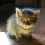 Why Is My Cat Drinking So Much Water