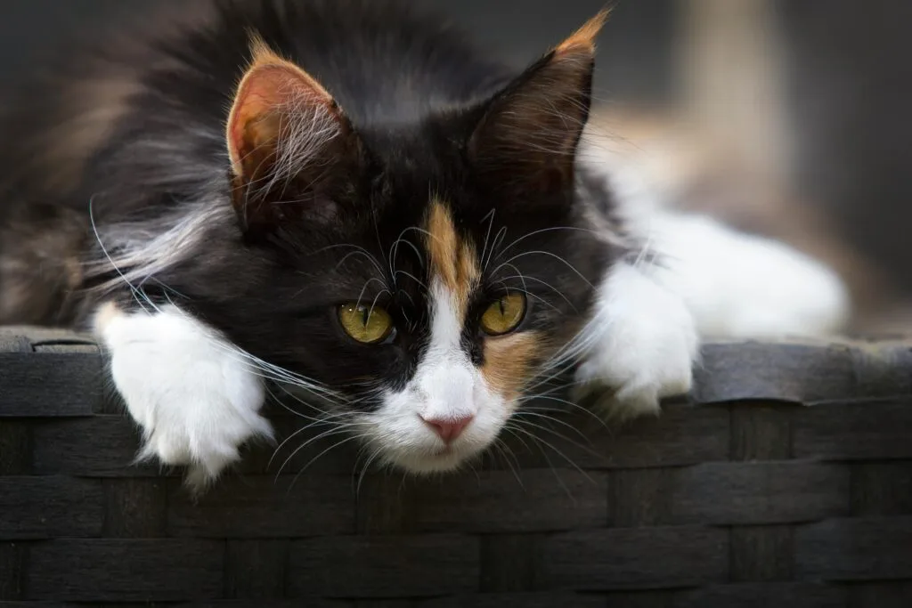 Can I Skip Toontorial And Become Black Cat