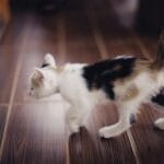 Can Cats Eat Their Kittens