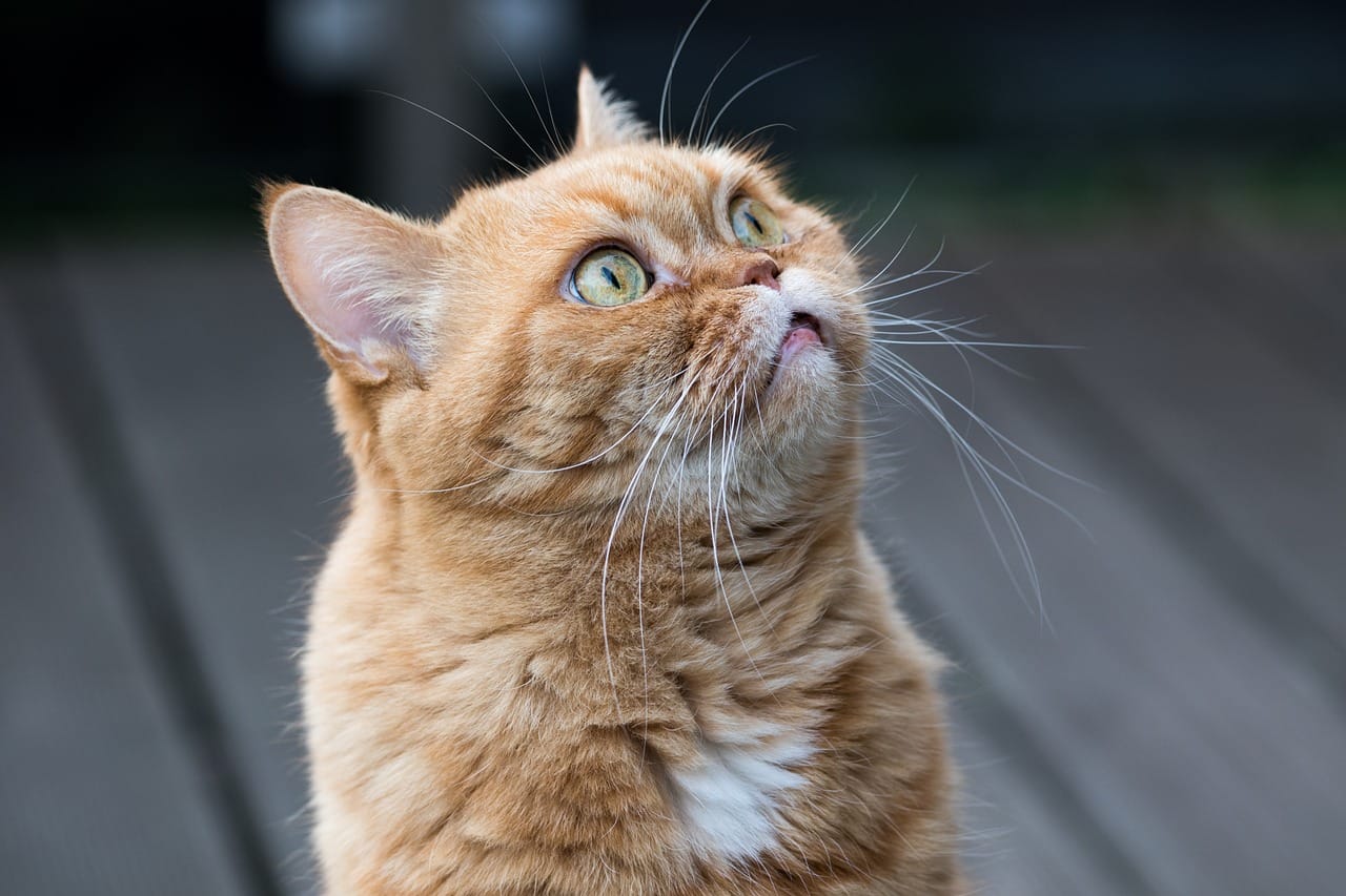 How Often Should A Kitten Pee