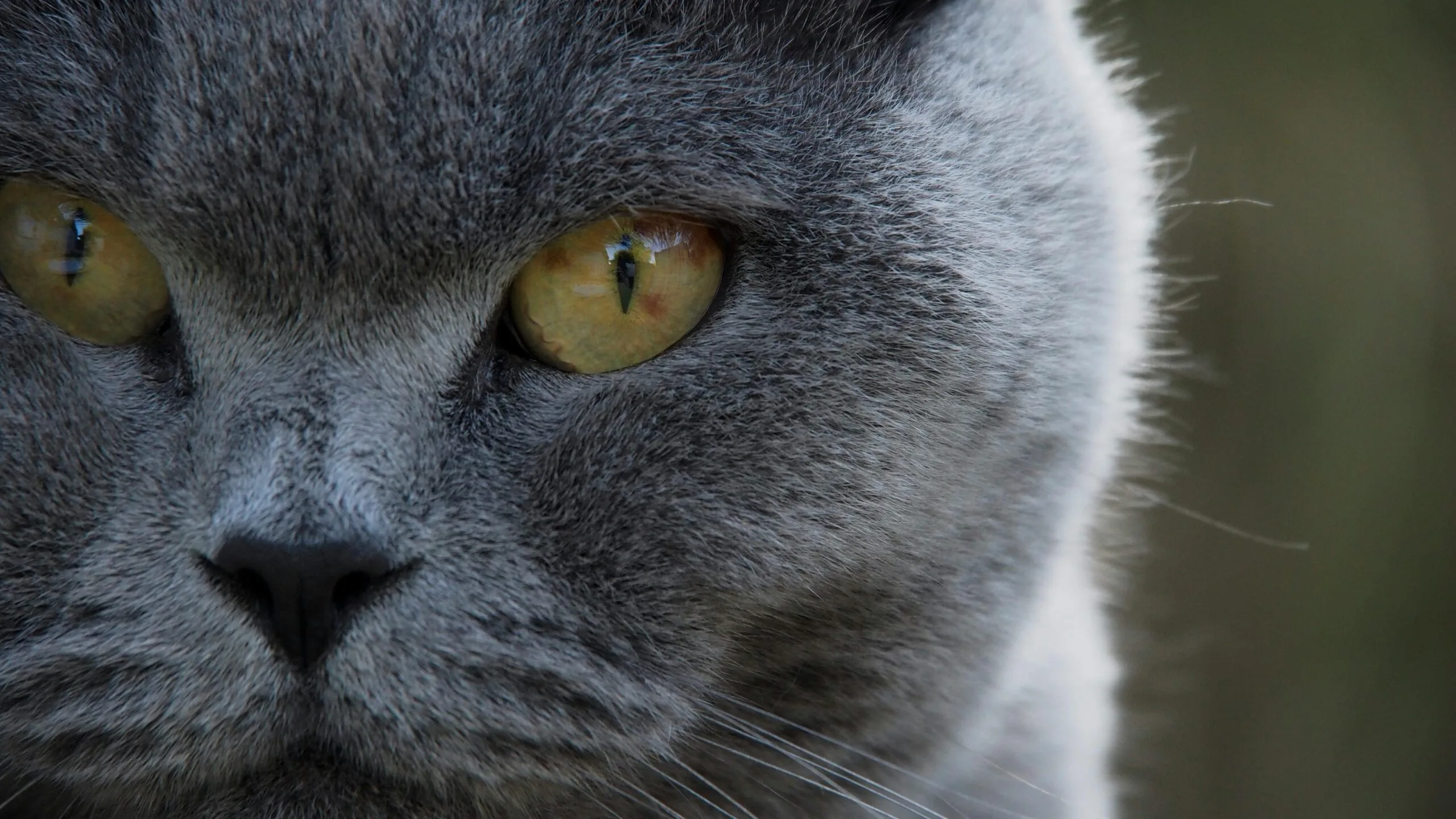 Is Back Cat A Noun Or Verb
