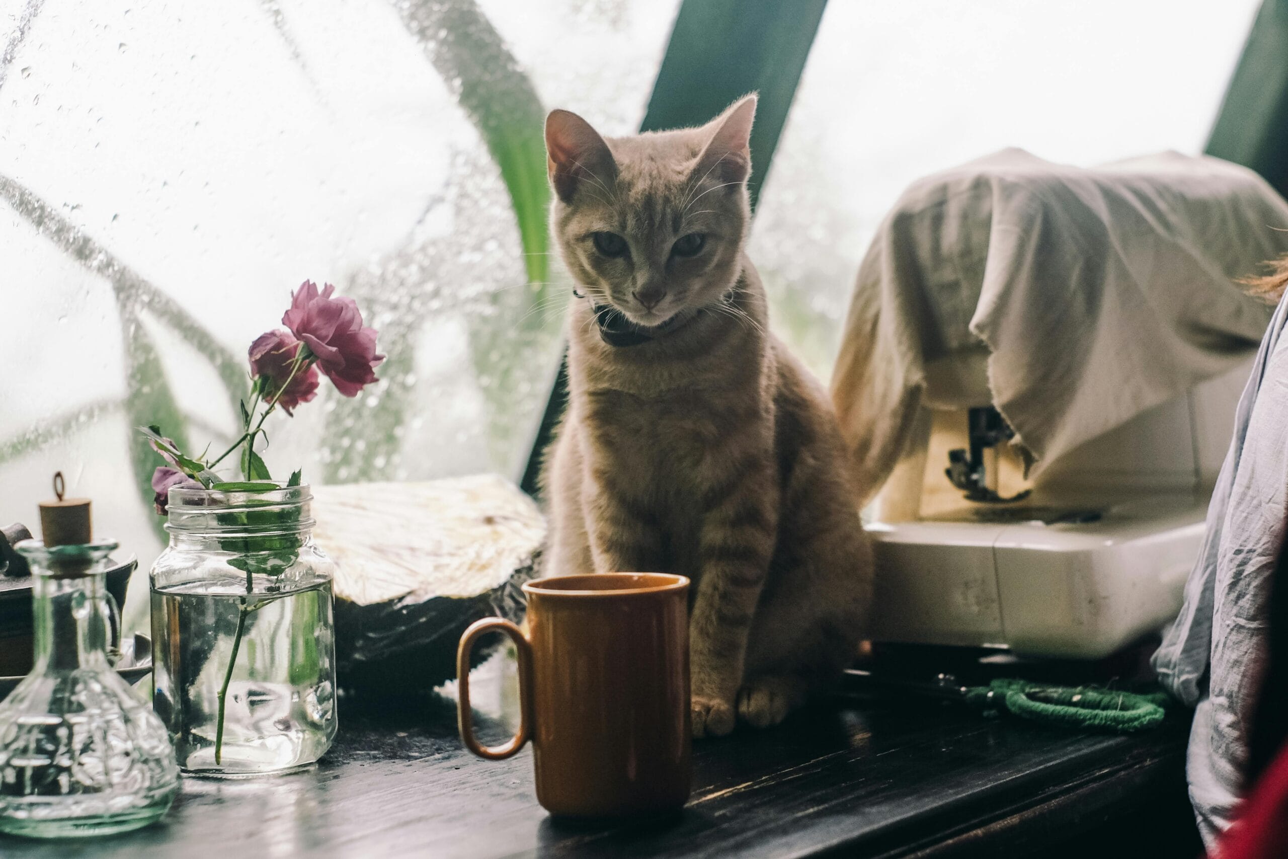 How Much Does Smalls Cat Food Cost