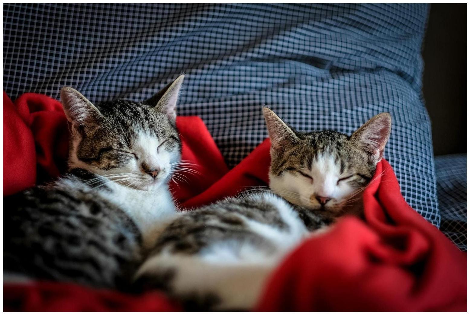 8 Adorable Signs Your Cat Trusts You Completely, Experts Say - AOL.com