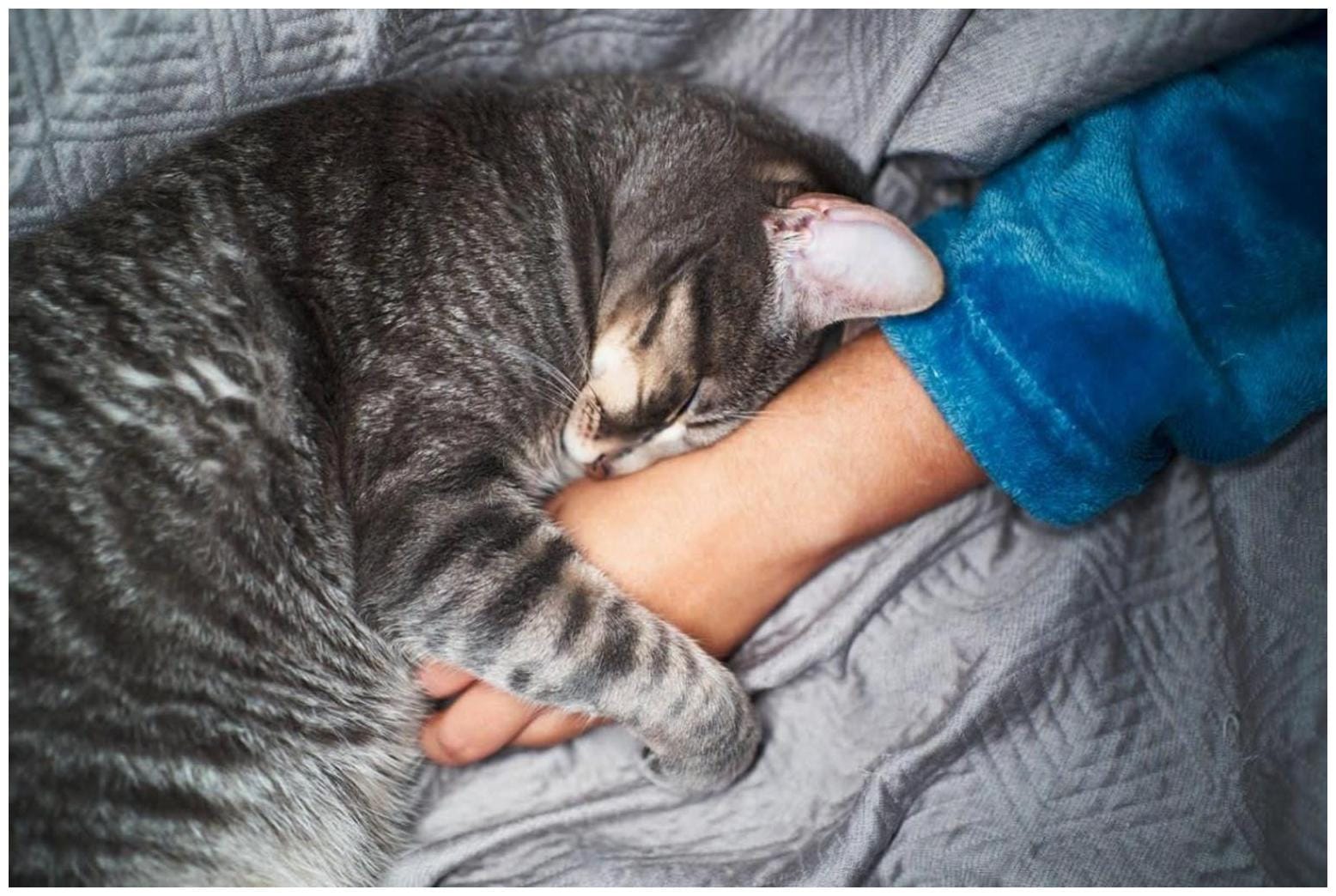 8 Adorable Signs Your Cat Trusts You Completely, Experts Say