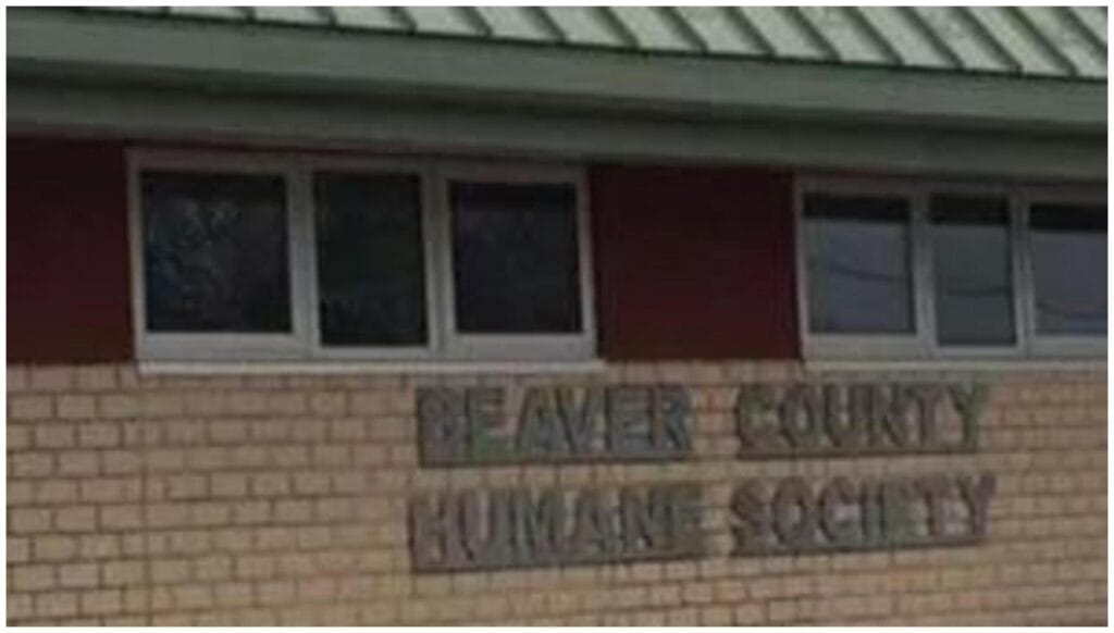 7 Essential Insights on Abandoned Kittens & Animal Cruelty Charges