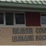 7 Essential Insights on Abandoned Kittens & Animal Cruelty Charges