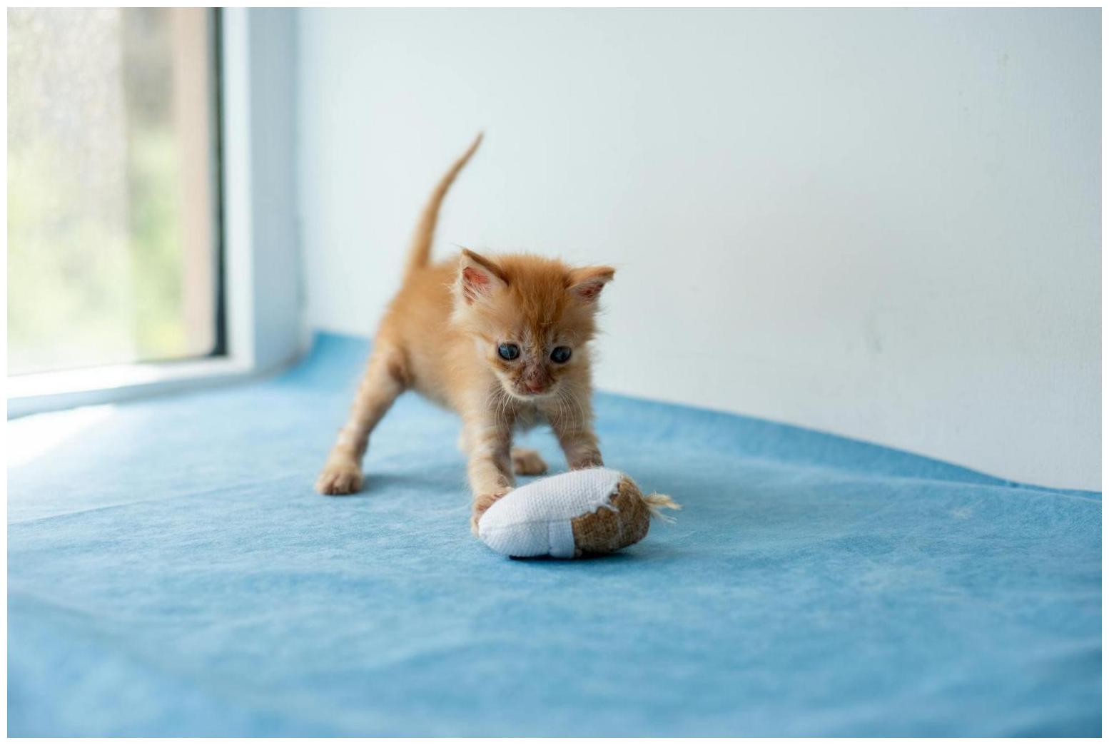 Beaver County man accused of abandoning kittens facing animal torture, cruelty charges - Yahoo