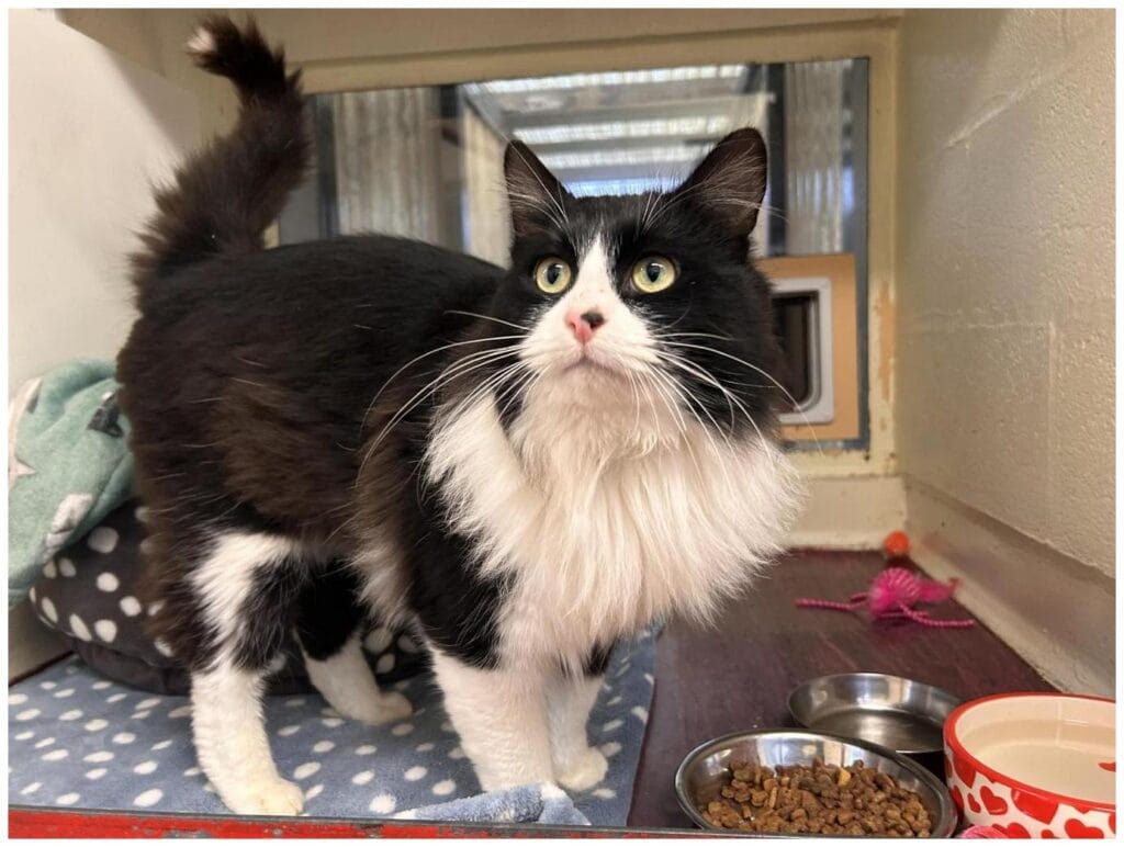 Amazing Ways to Adopt Stray Cat Alan: 7 Tips for a Loving Home