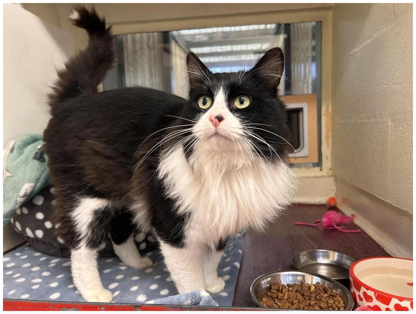 Amazing Ways to Adopt Stray Cat Alan: 7 Tips for a Loving Home