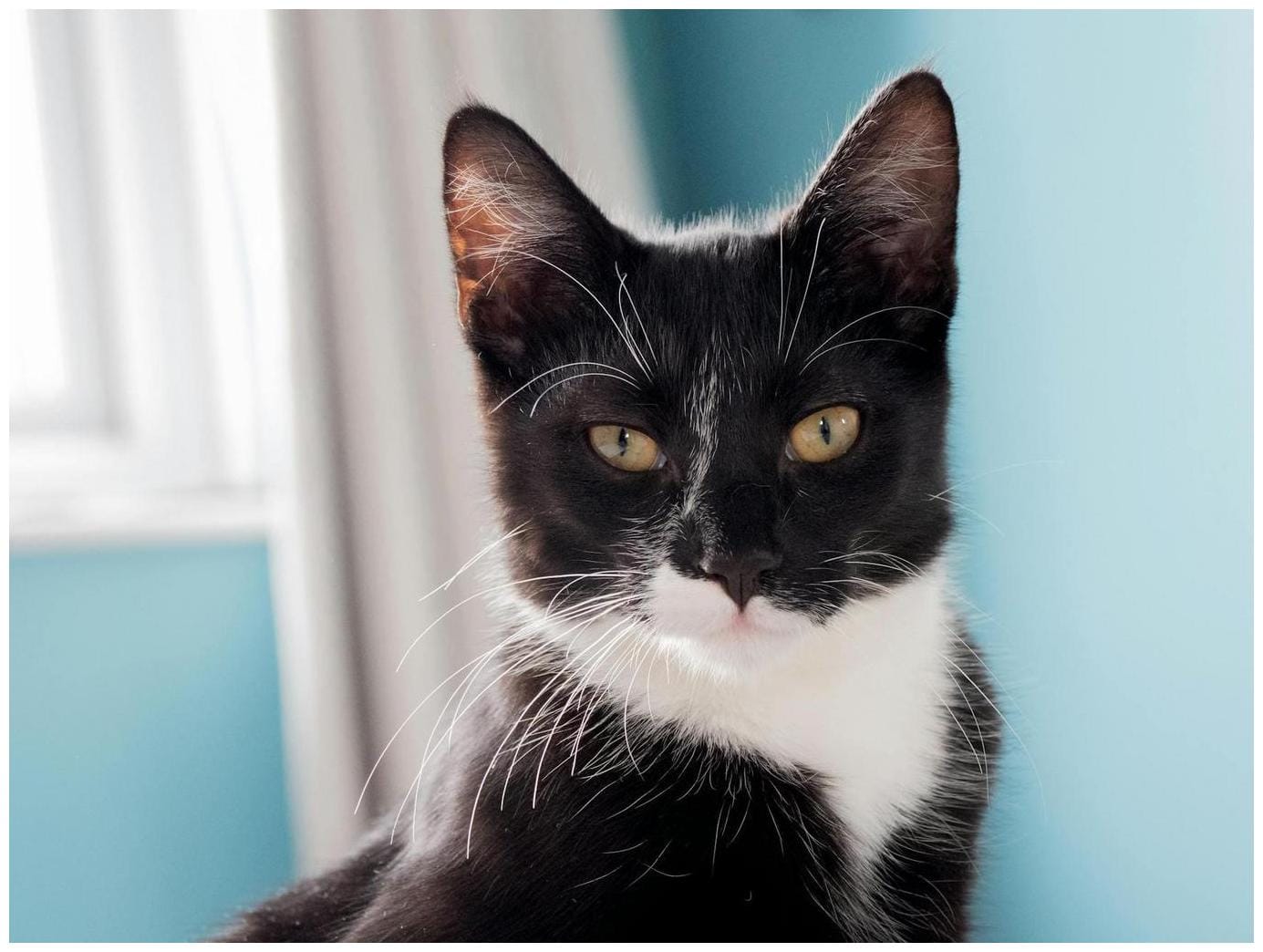 7 Essential Tips for Tuxedo Cat Adoption: Meet Rover, the Loyal Cat Waiting for Love