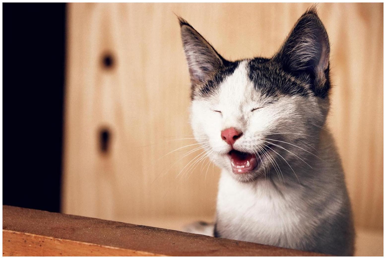 Adorable Kittens Fall Under the Exact Same Spell Seconds Apart - AOL.com